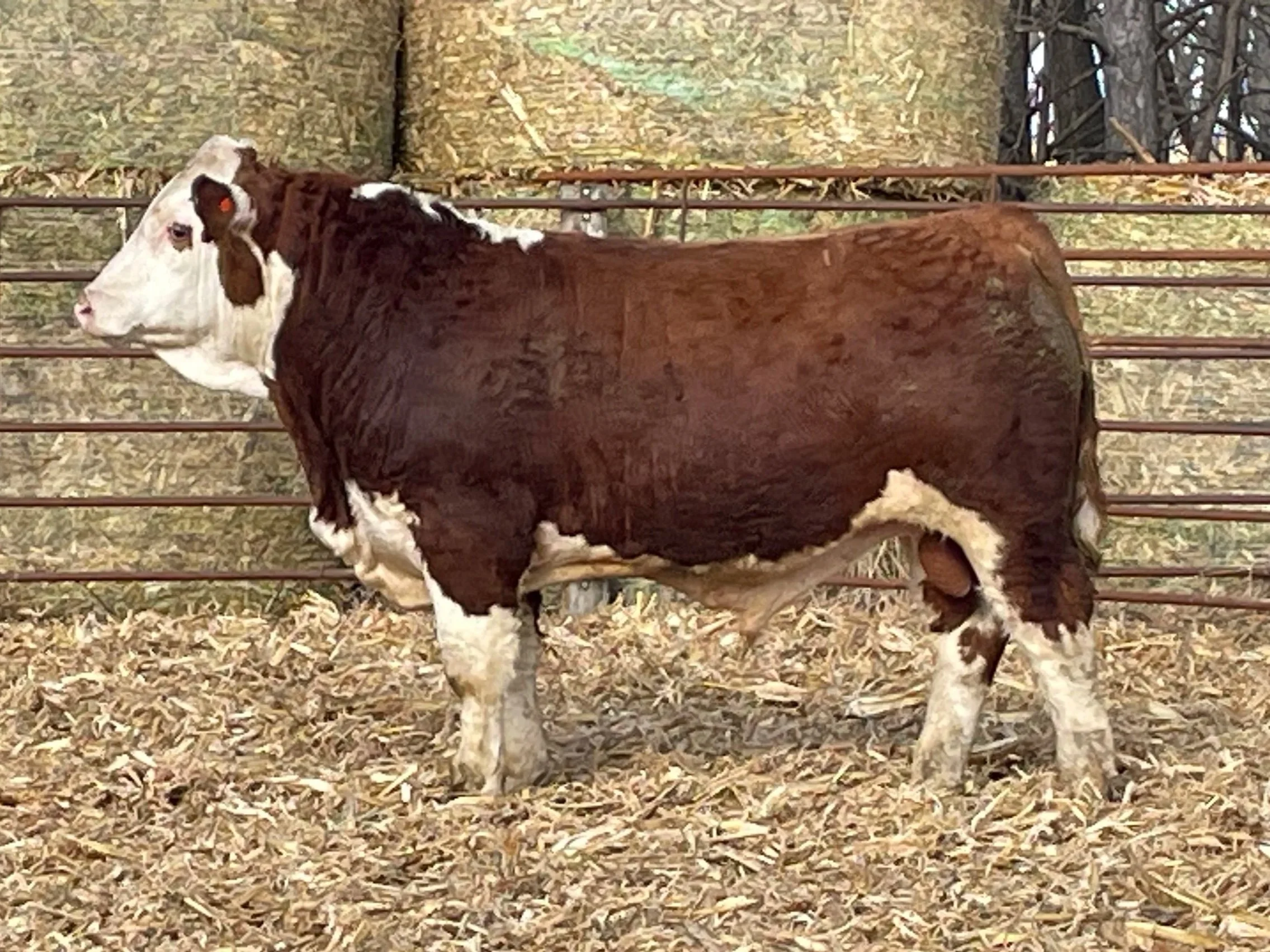 N533 POLLED