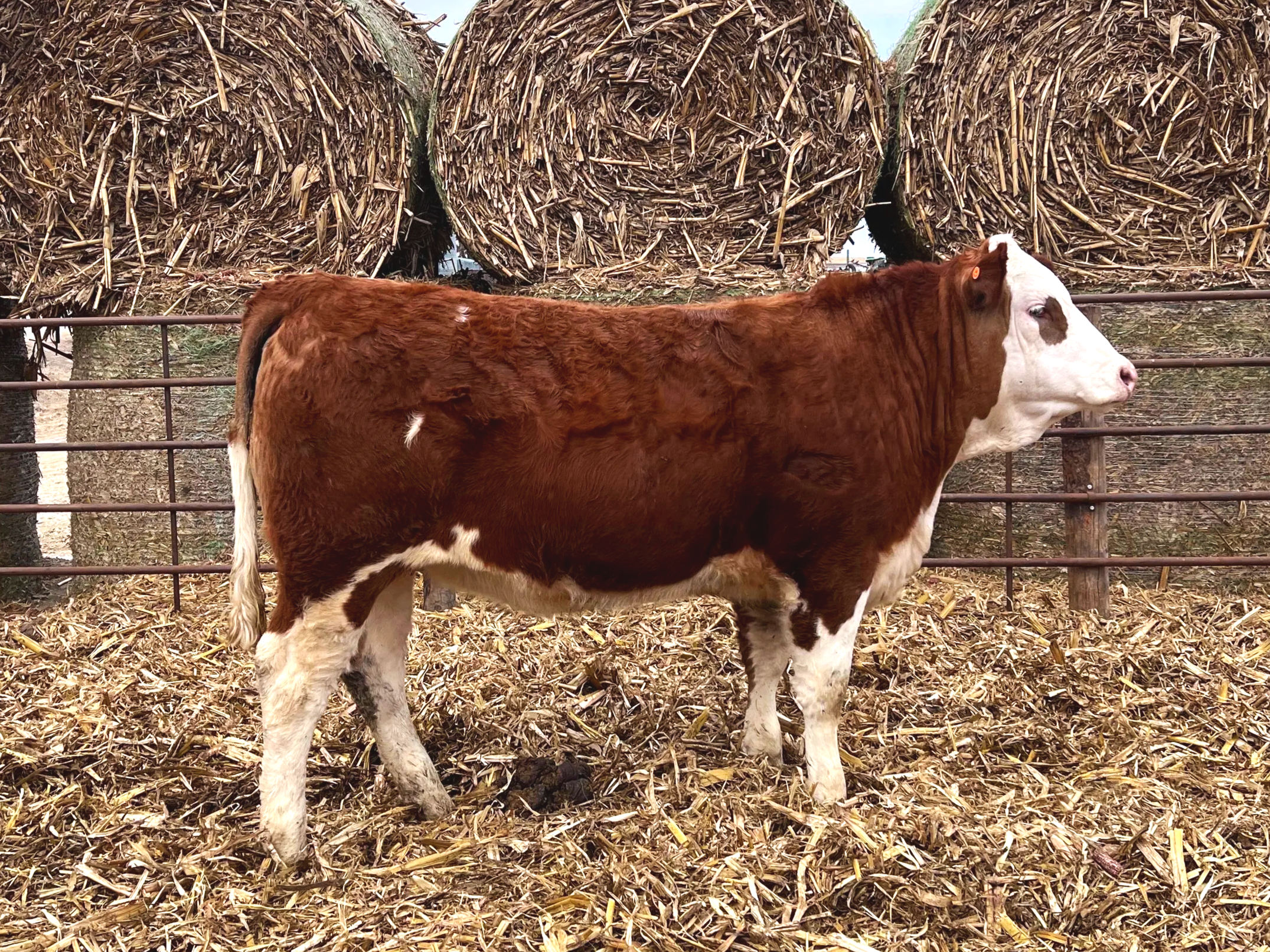 HEIFER N561