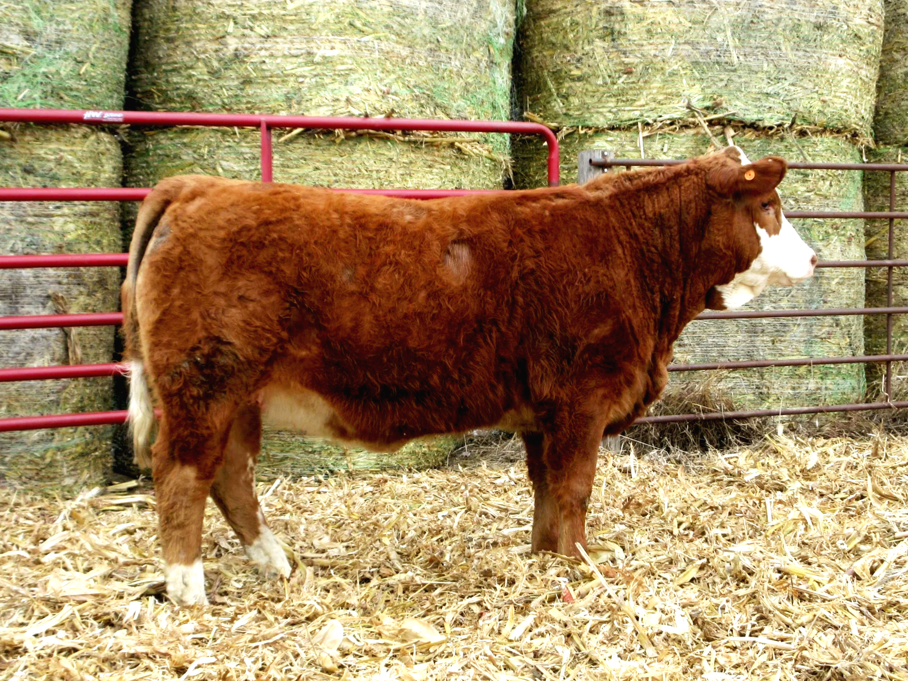 HEIFER N563