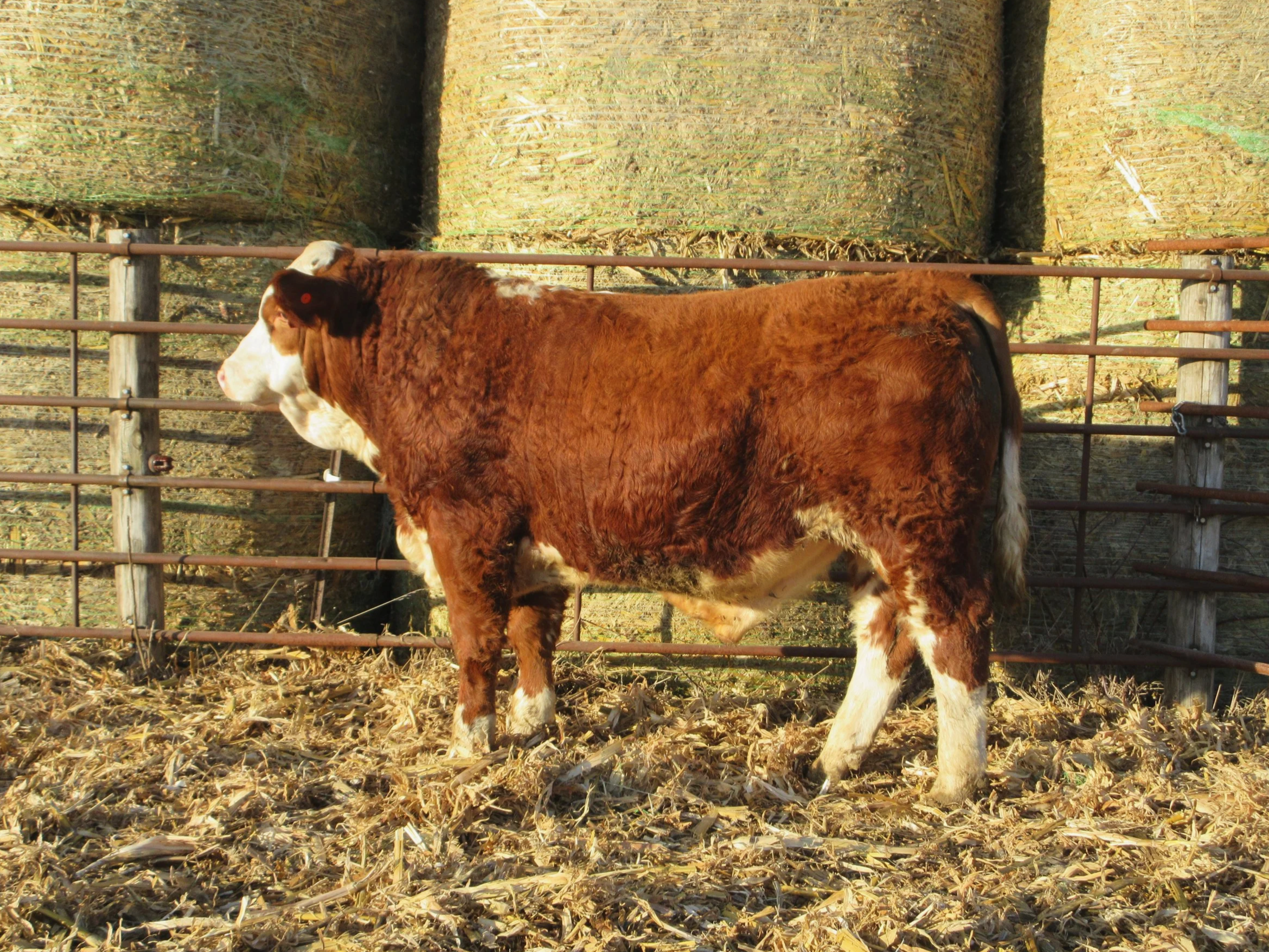 N537 POLLED