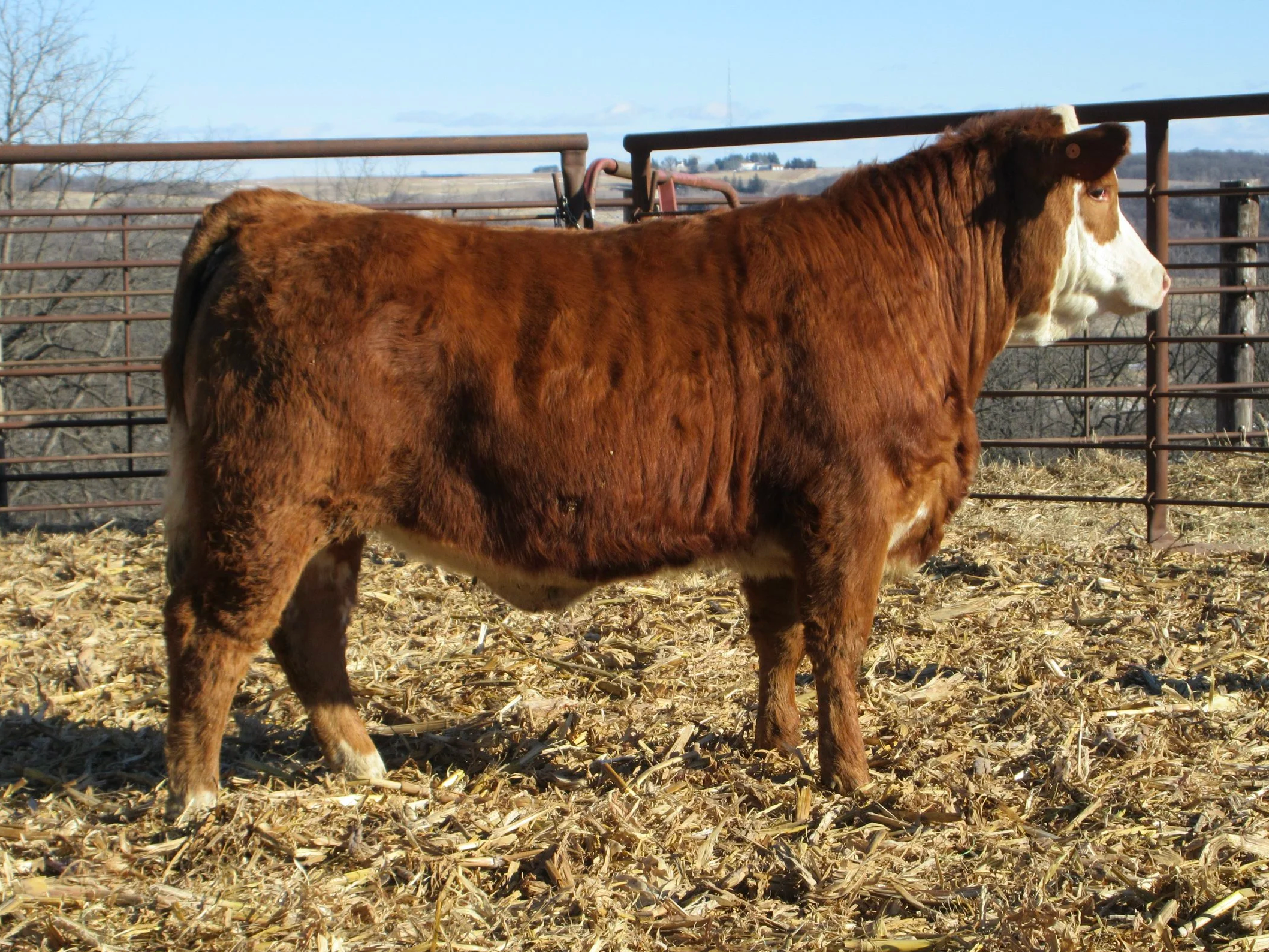 HEIFER N507