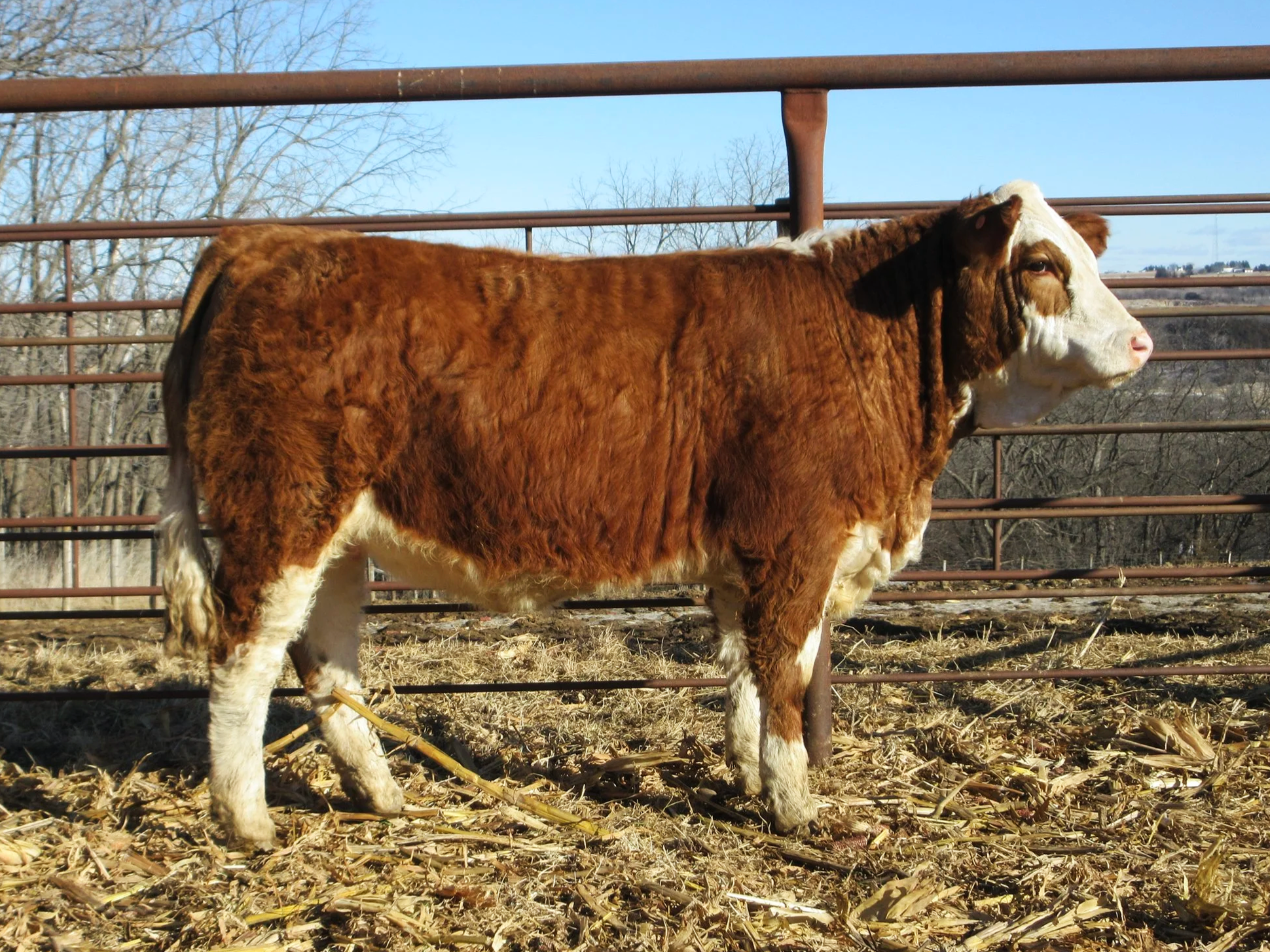 HEIFER N550