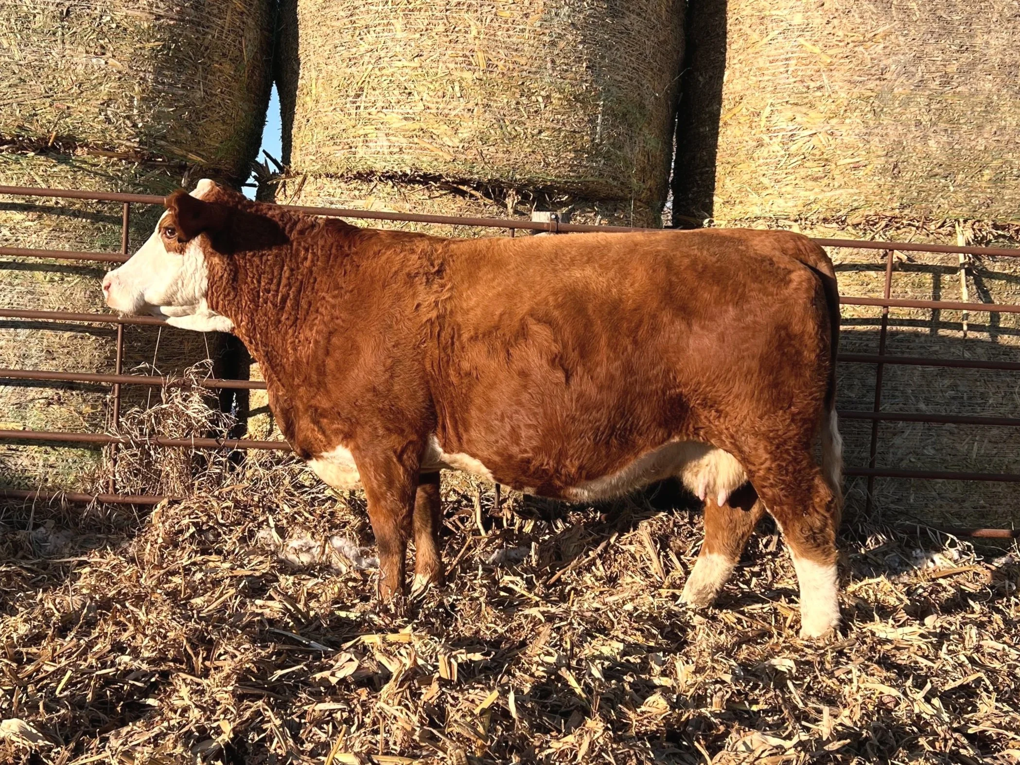 COW G914 HOMO POLLED