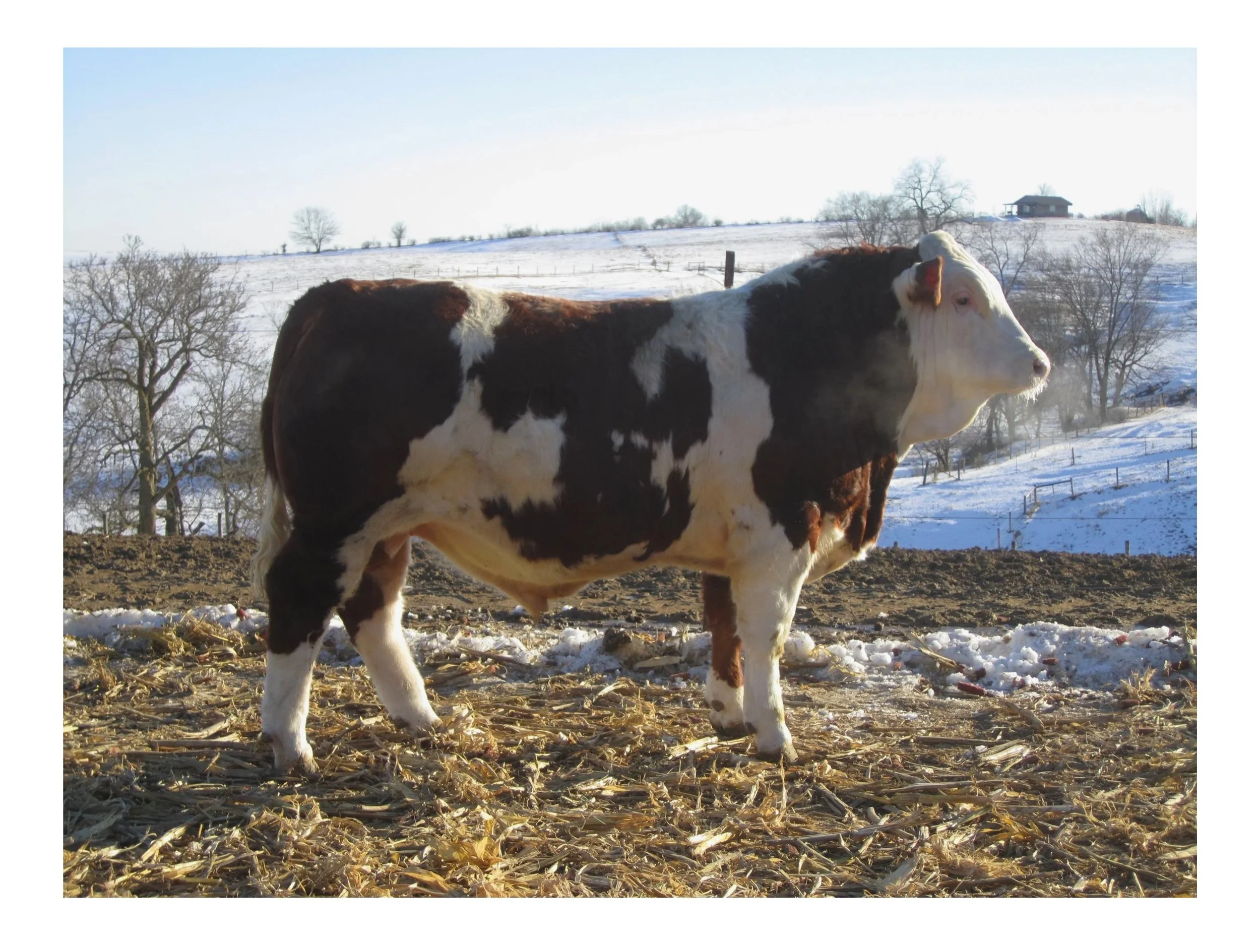 BRINK POL BRANDBERG D646