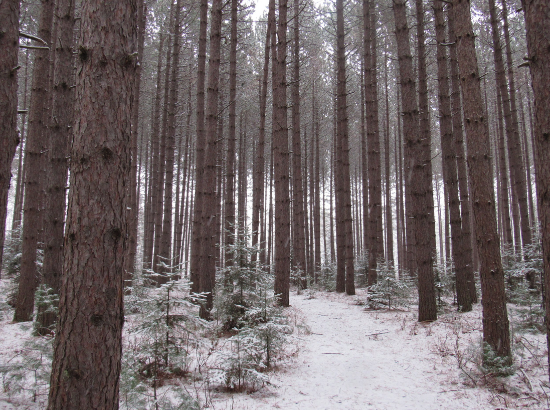 Winter Pine Stand.png