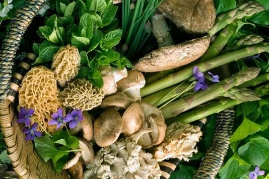 Foraging School with Robin Greenfield (Copy)