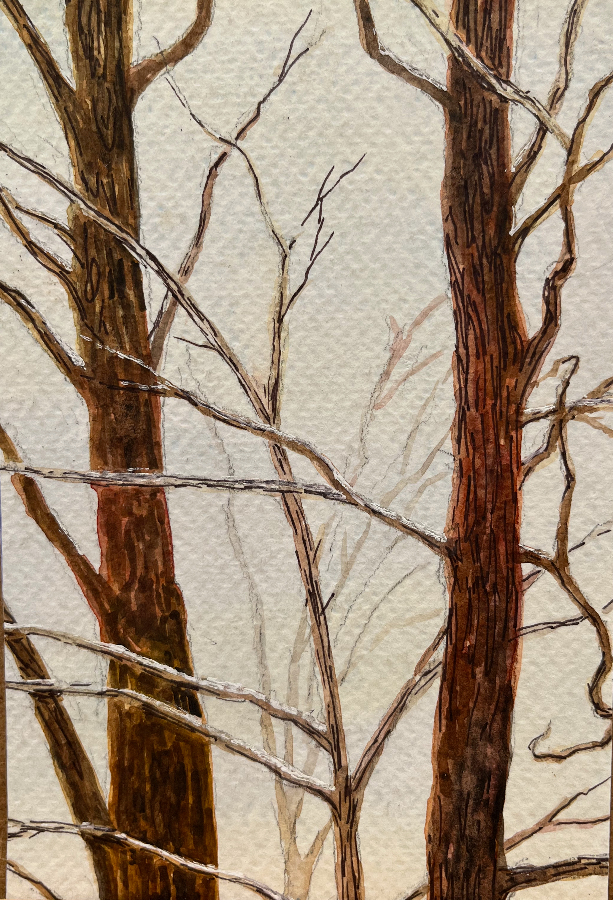 207.2024 Naked Trees, Arcadia.png