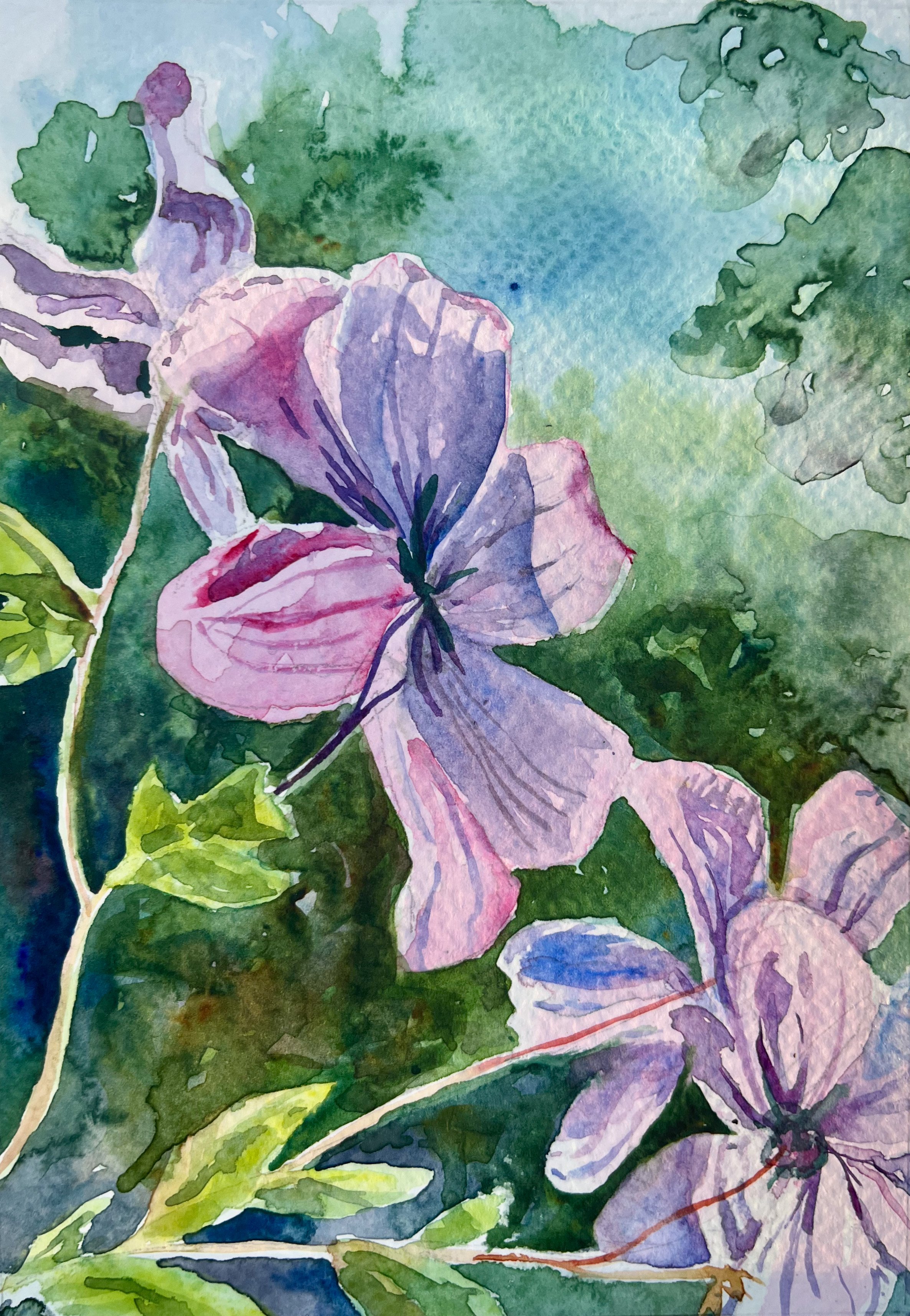 185.2025 Clematis.jpg