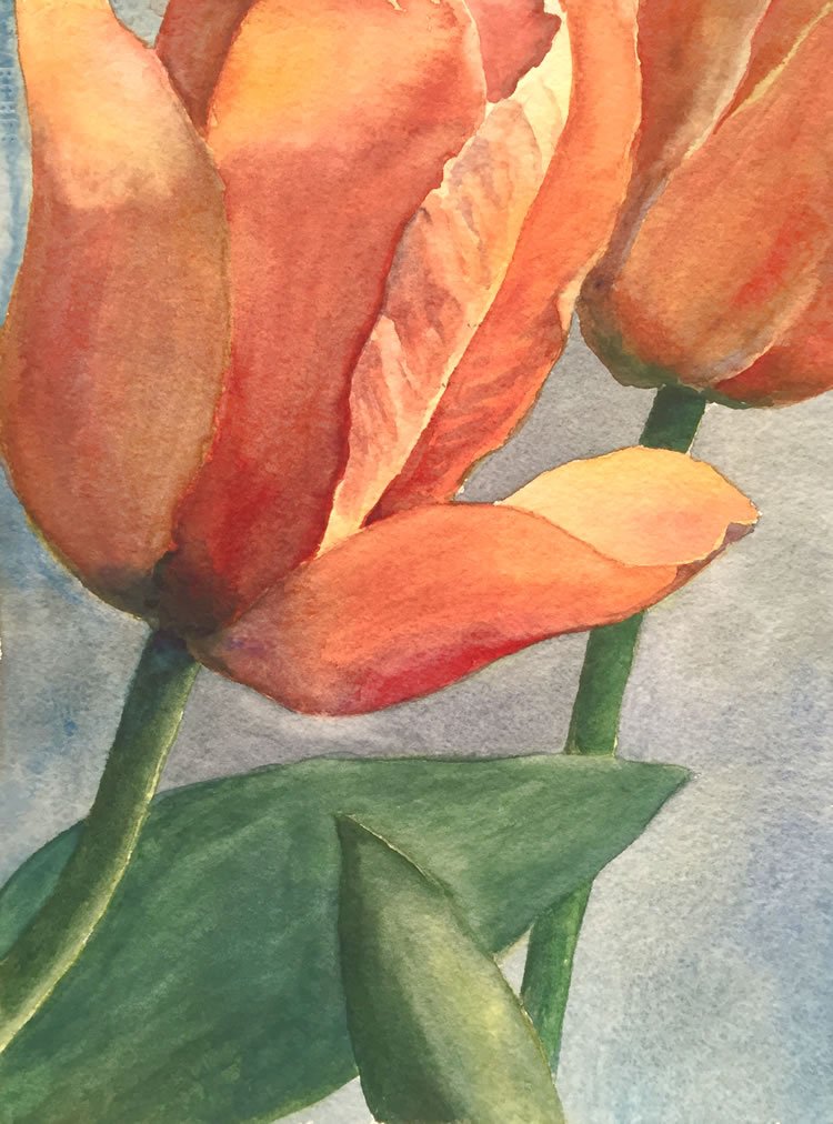 99.2015 Tulip Close-up.jpg