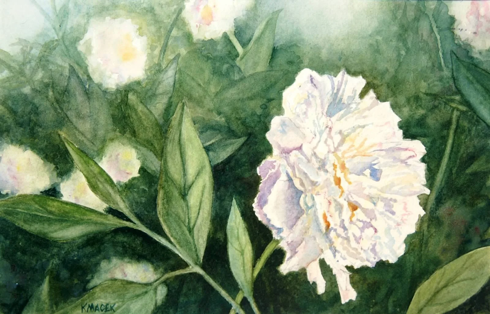 29.2010 White Peony.JPG
