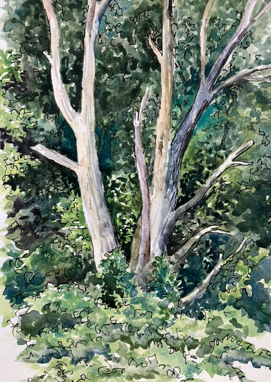 169.2024 Vulture Tree.png