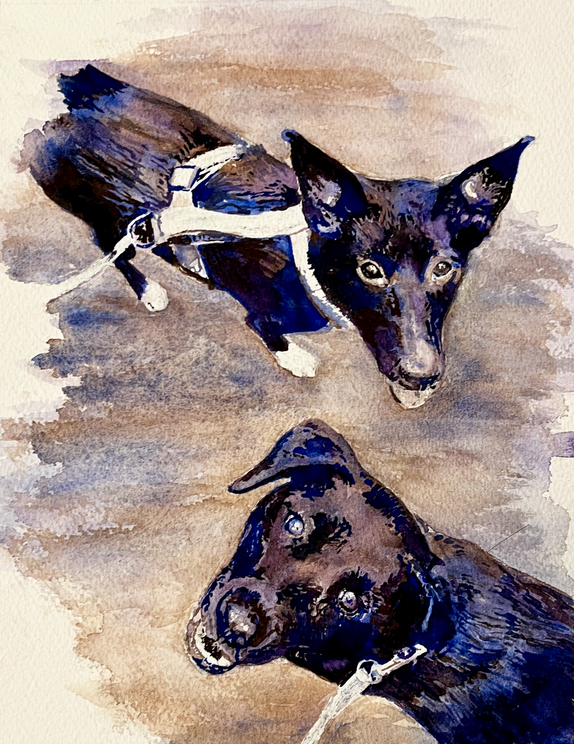 198.2026 Maya's Dogs.png
