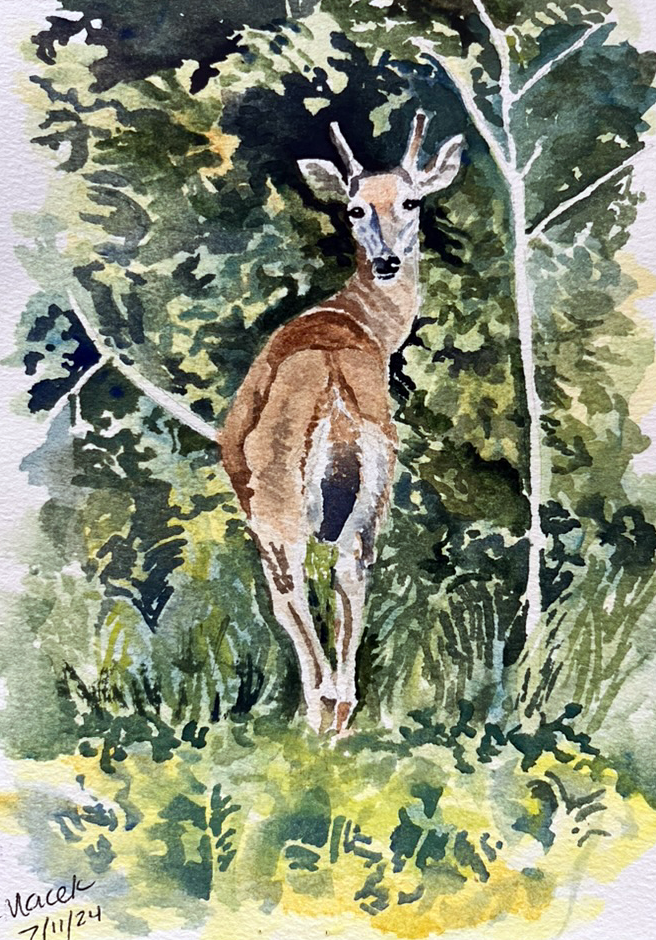 Deer Stare