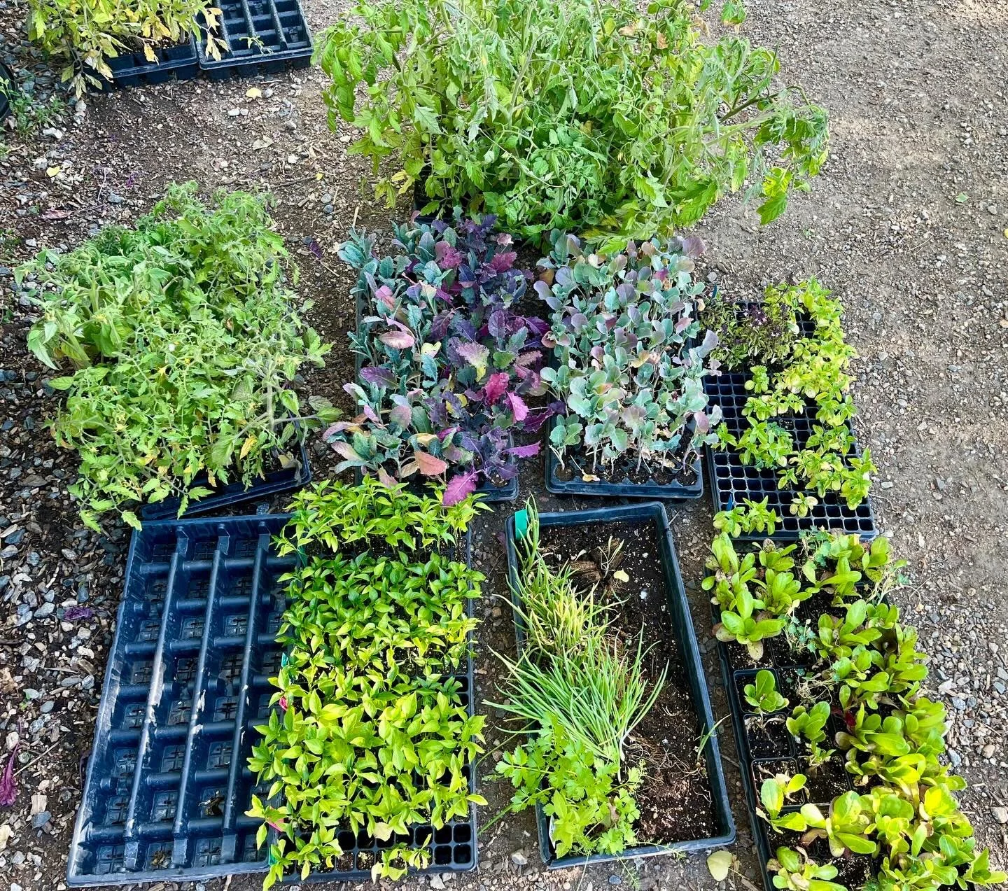 Thank you to our friends at @masaseedfoundation for donating these seedlings (and 130 packets of seeds!!) for our Produce in the Park event this past Sunday!

Grateful for the opportunity to support our neighbors in growing their own food! 

Have foo