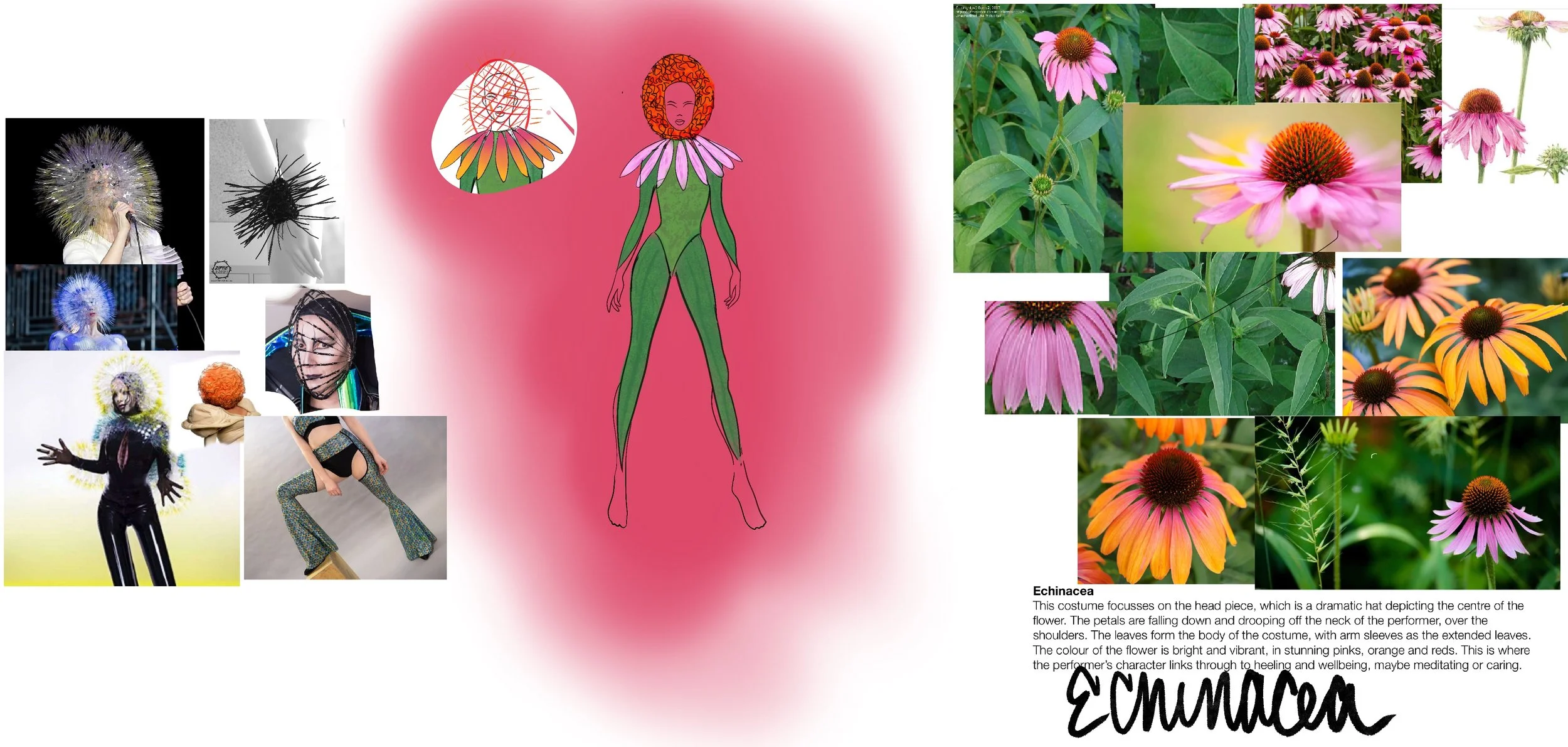 Echinacea.jpg