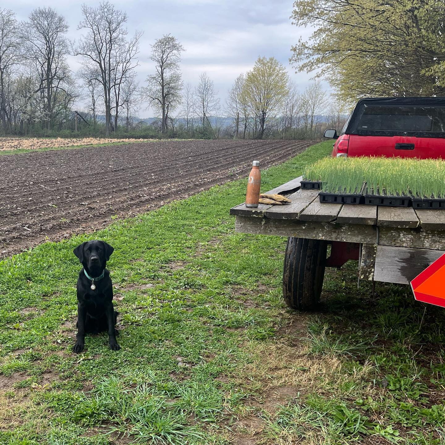 This morning Augie🐾 said, &ldquo;let&rsquo;s get some onions in.&rdquo; And so we did.  About 7,000 onion plugs in today&hellip;everything from Japanese green onions, to Italian heirloom onions and plenty of old standby storage reds and yellows!  Th
