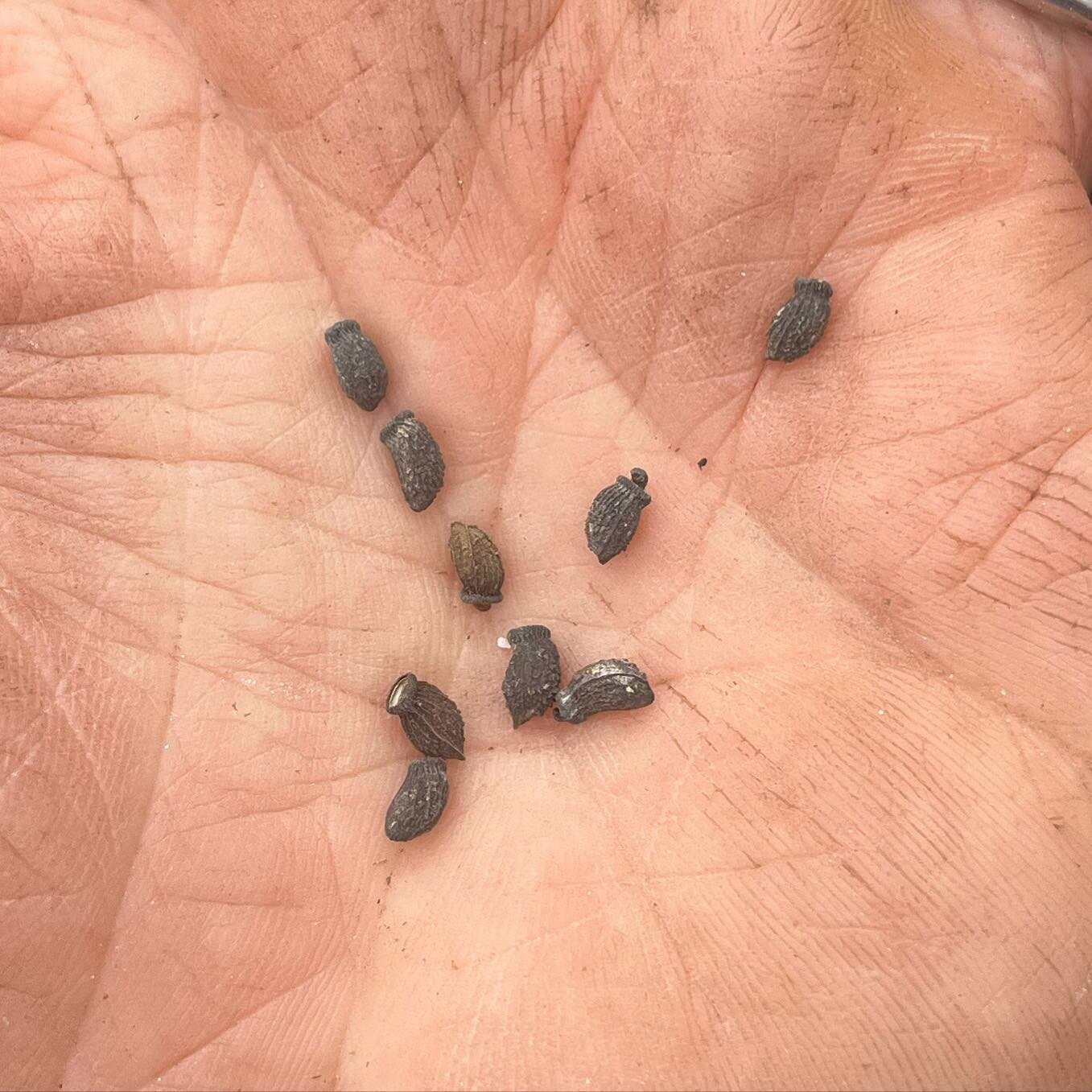 It&rsquo;s everyone&rsquo;s favorite springtime greenhouse game, &ldquo;What the heck kind of seed is that!?&rdquo; #stonesthrowfarm #communitysupportedagriculture