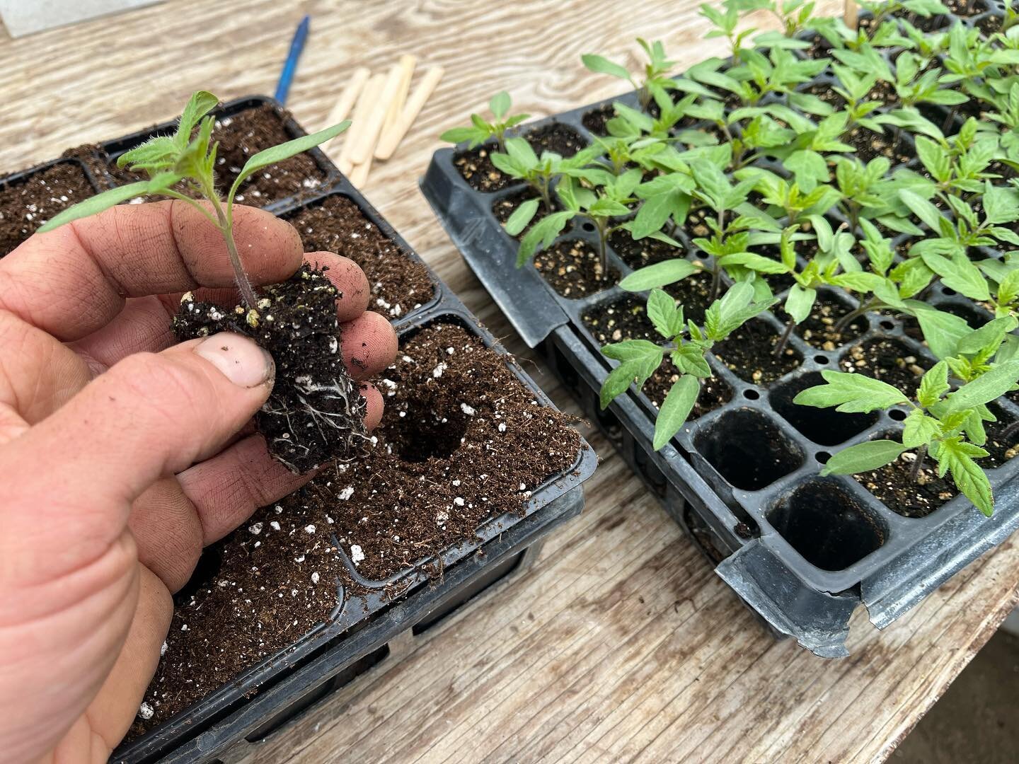 Potting up tomatoes destined for our hightunnel.  These are the earliest tomatoes we seed and we do so into 98 cell flats that can be placed on bottom heat for germination in the greenhouse.  After a few weeks they get moved to these 18 cell flats wh