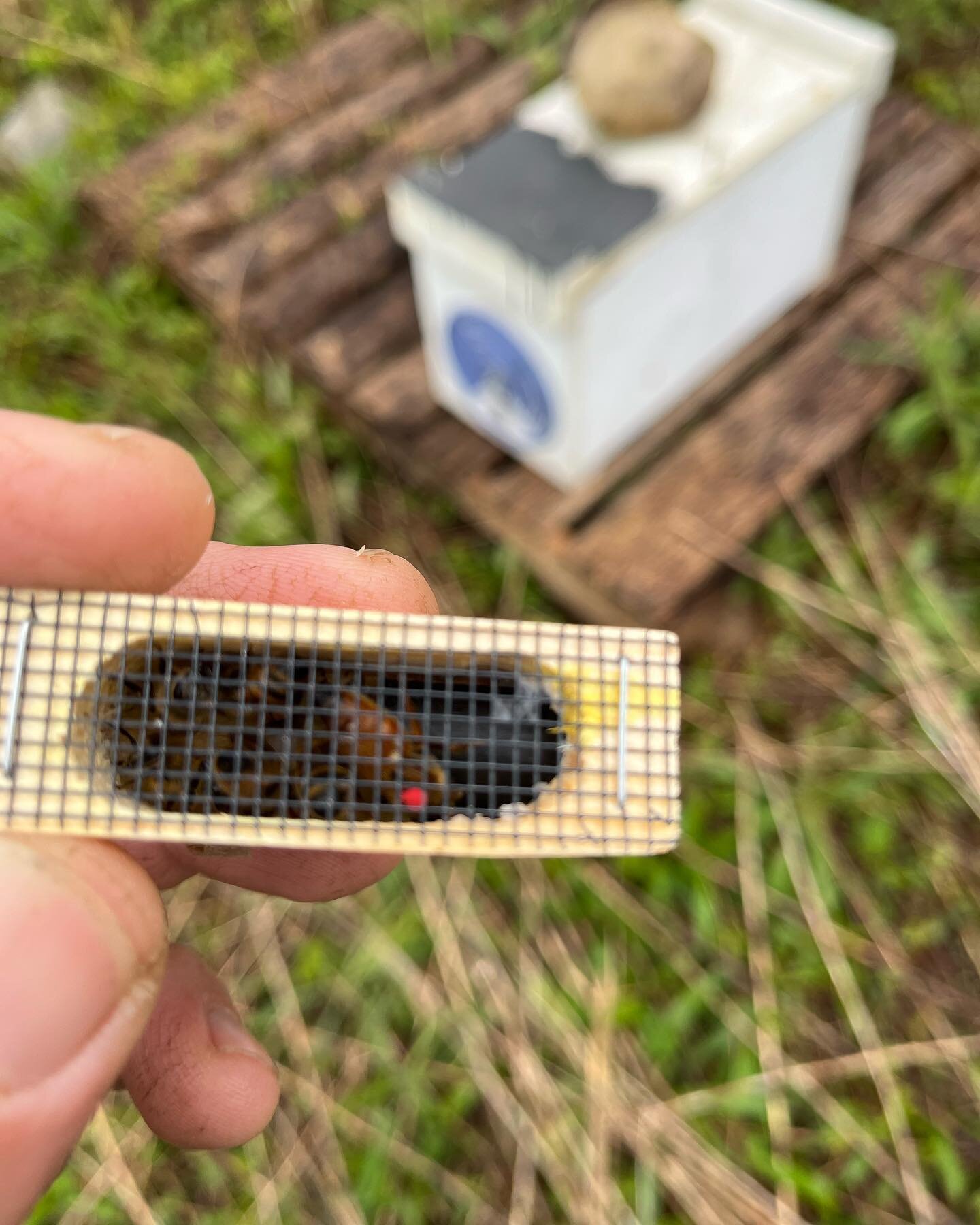 Queen bees and King blossoms.  This time of year we make &ldquo;early splits&rdquo; from strong overwintered colonies.  In doing so we pull five frames of bees, brood, and resources out of the strong colony and put them into a five frame &ldquo;nuc b
