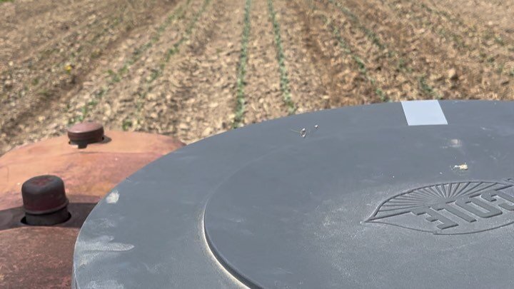 Cruising through a bunch of cultivation this afternoon.  Vid. 1 broccoli/cabbage with the tine-weeder on Lyle our Farmall Super A and Vid. 2 onions/leeks with the basket weeder on Cubbie our Farmall Cub.  Both implements are designed for early close 