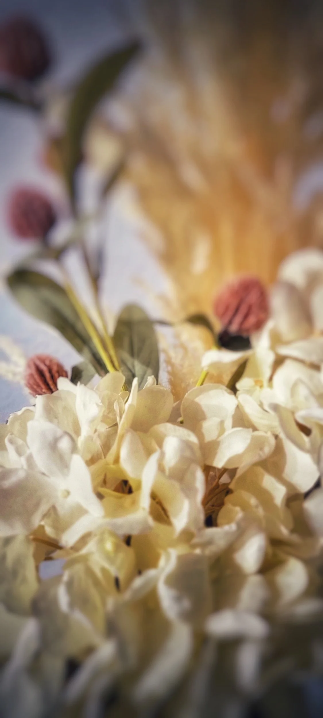 Close-up of white hydrangea flowers with a blurred background.