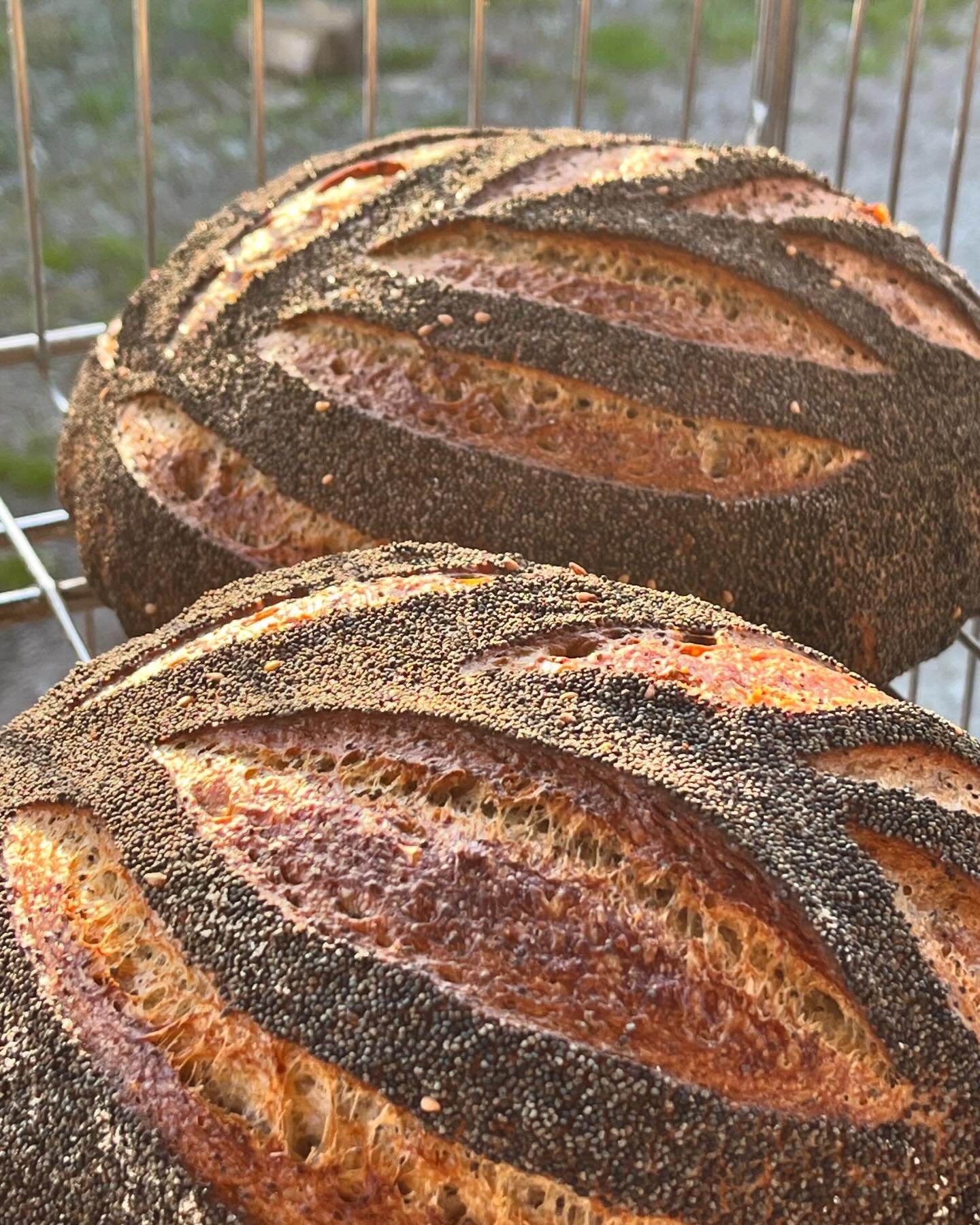 😮✨Our specialty sourdough varieties for this week &amp; next are&hellip;.:✨
Flax Levain- a light, French style sourdough, this loaf is made even more tender and flavorful with the inclusion of nutty flaxseeds.
Raisin Rye Chop Sourdough- sweet organi