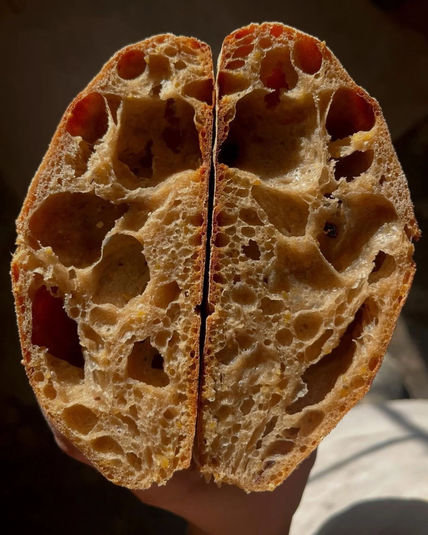 🫒 Rustic Olive &amp; Polenta 🫒 bubbly sourdough caves shining in the sun! Have you tried one of these loaves yet?  Available only on Saturdays, at the store. 
A long fermentation and minimal shaping &amp; handling gives this bread a super tender, b