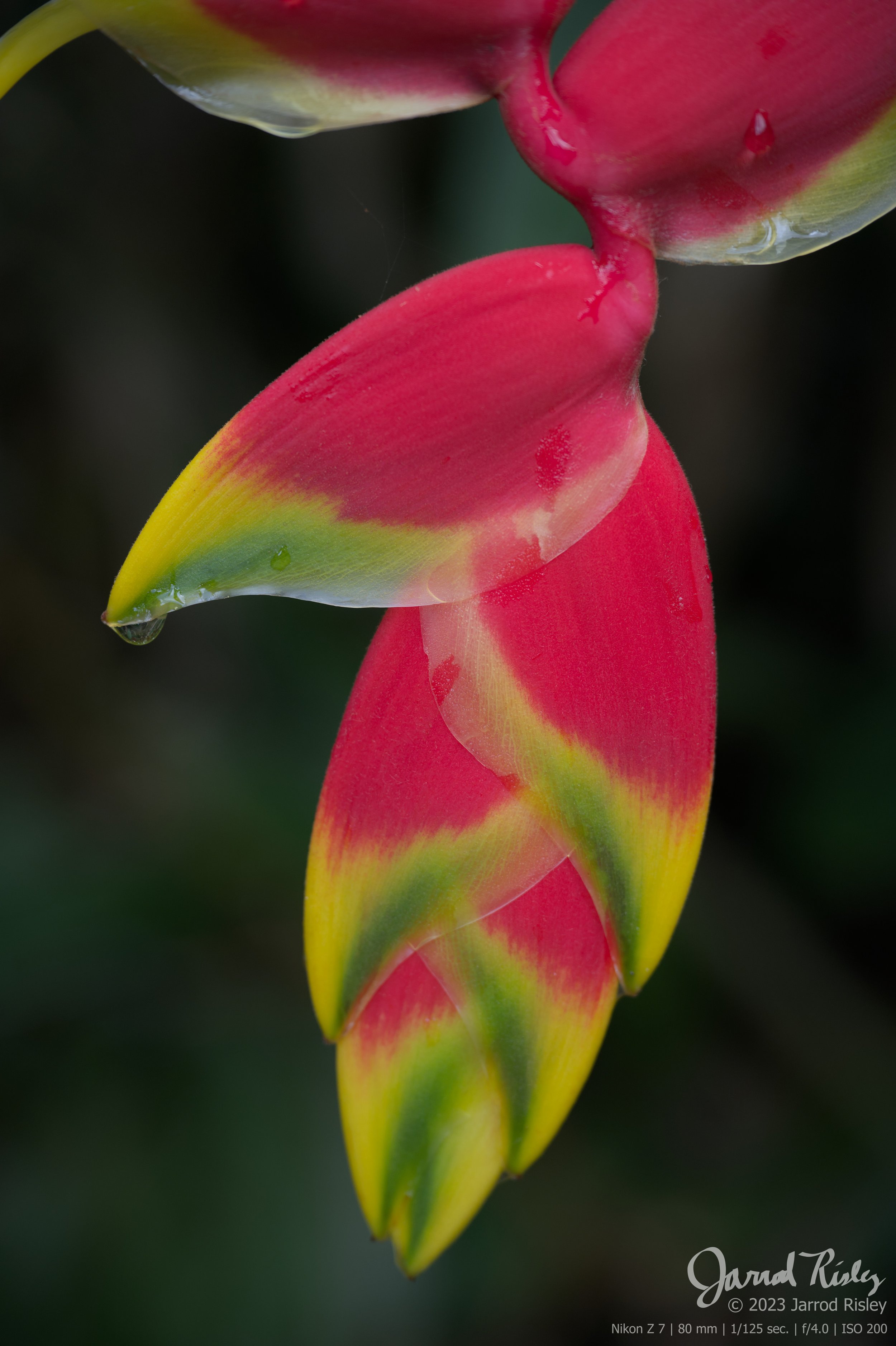  

 
 Heliconia 
 
Water rolls off the waxy leaves of a Red Lobster Claw Heliconia in the rainforests of Dominica.
 

 
 Purchase Print 
 

 