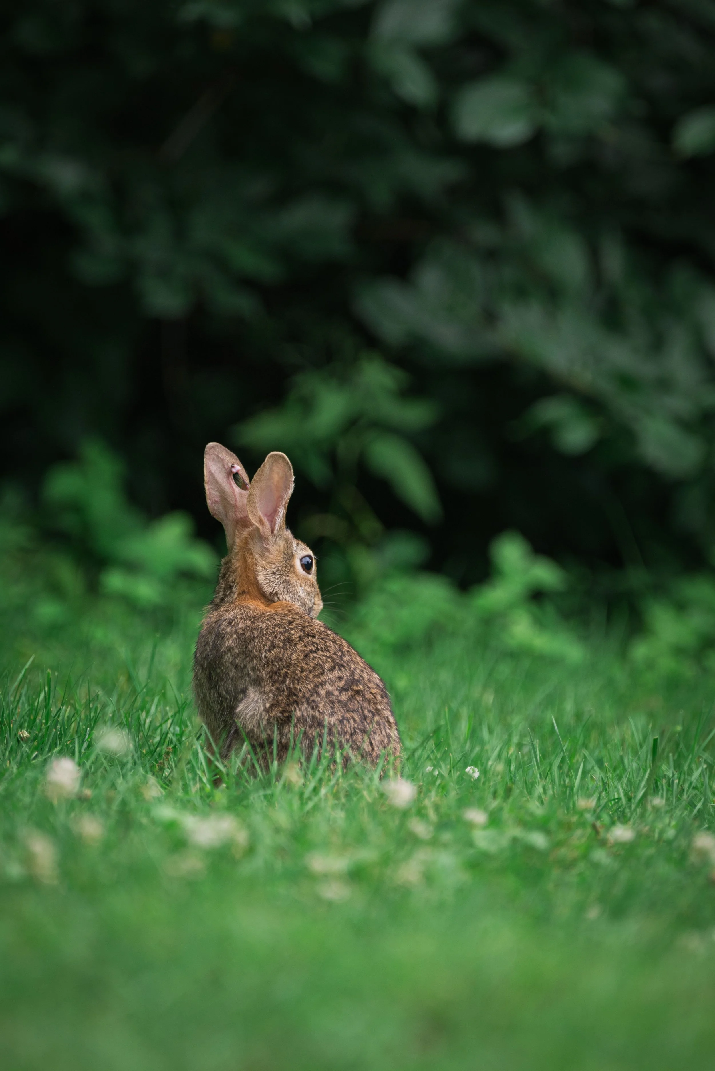 rabbit alone and at peace in a green field