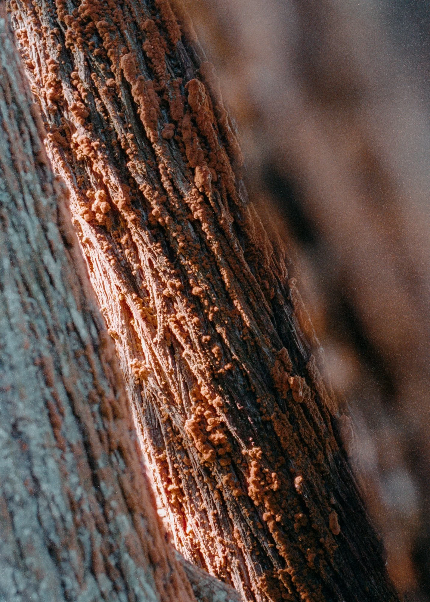 Monterey Pine