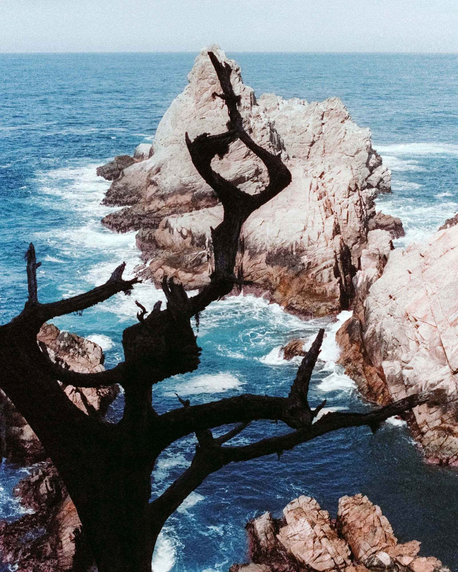 Point Lobos Silhouette