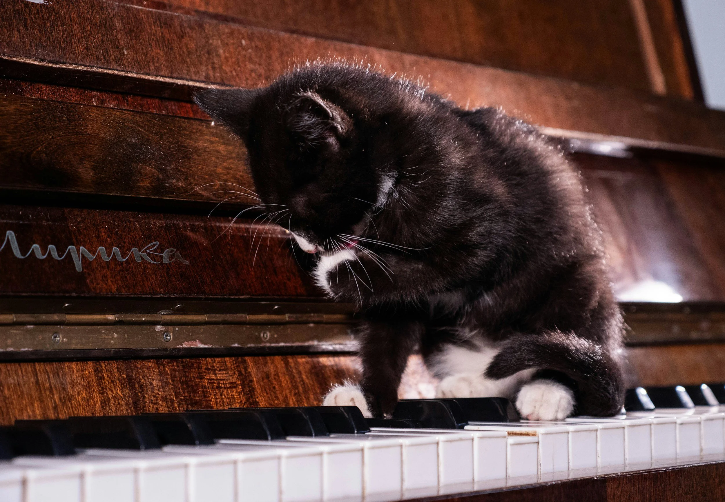 Black and white kitten sitting on a piano keyboard.