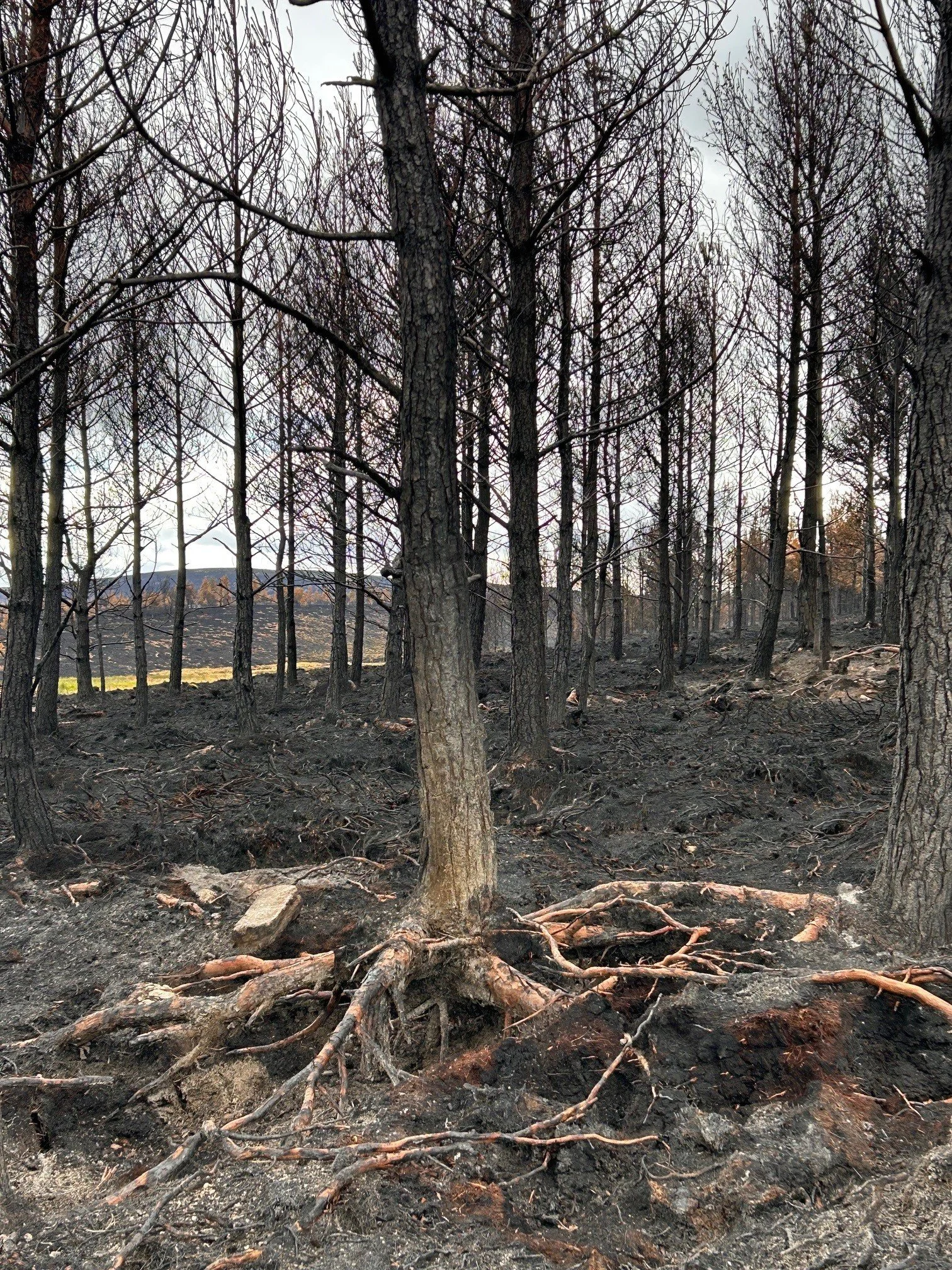 Wildfire conference returns north as UK risks increase