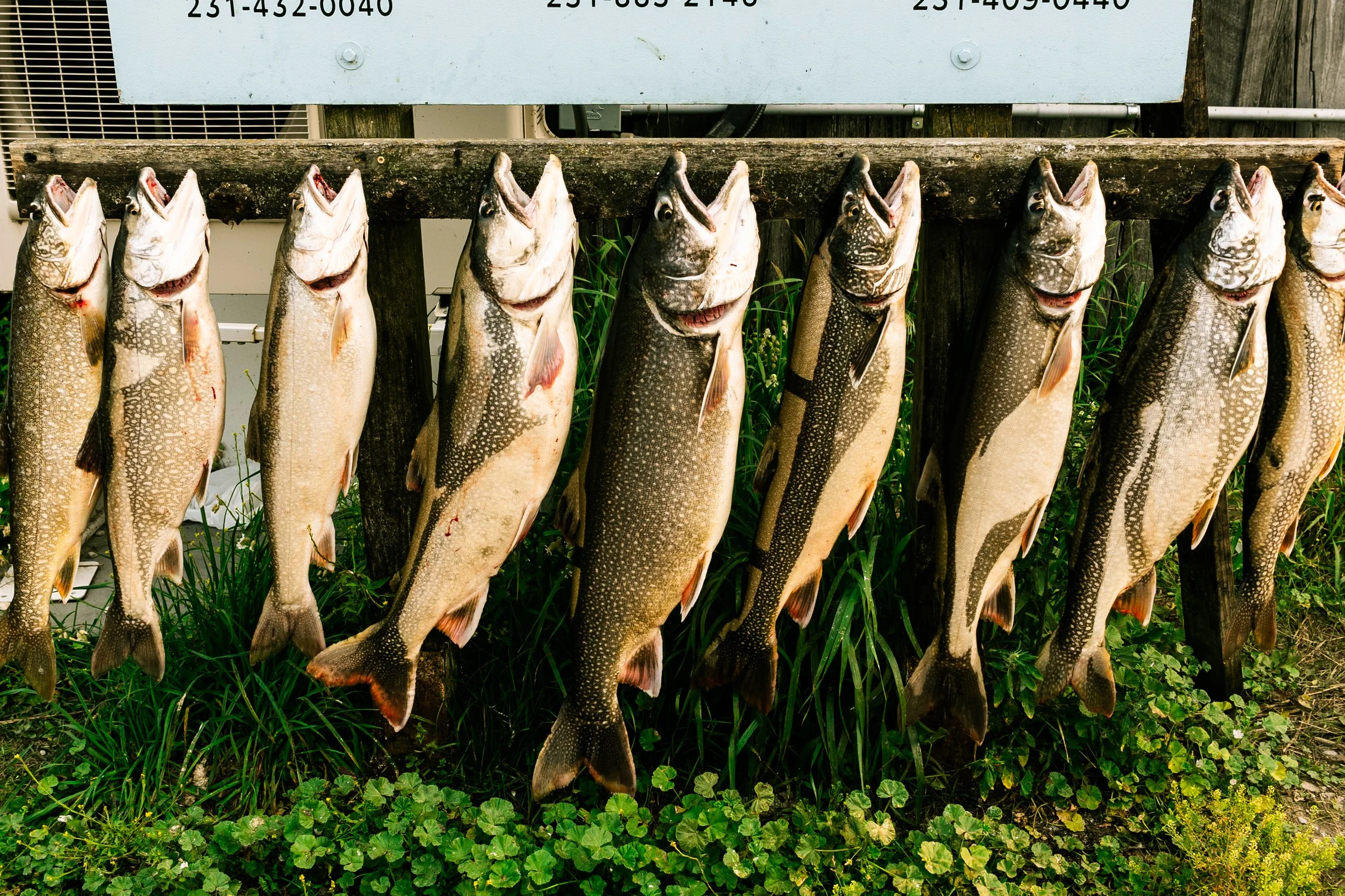 salmon; $800 charter