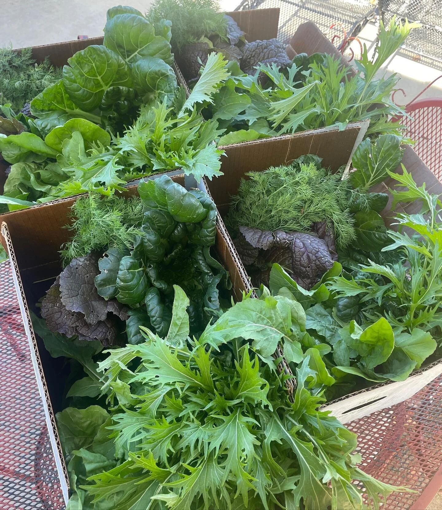 Harvest time is great for the chickens, too! The daikon come with a whole load of delicious greens (which I would eat, but we&rsquo;re exploding in kale, chard, mustard, mizuna, arugula, and other greens)!
