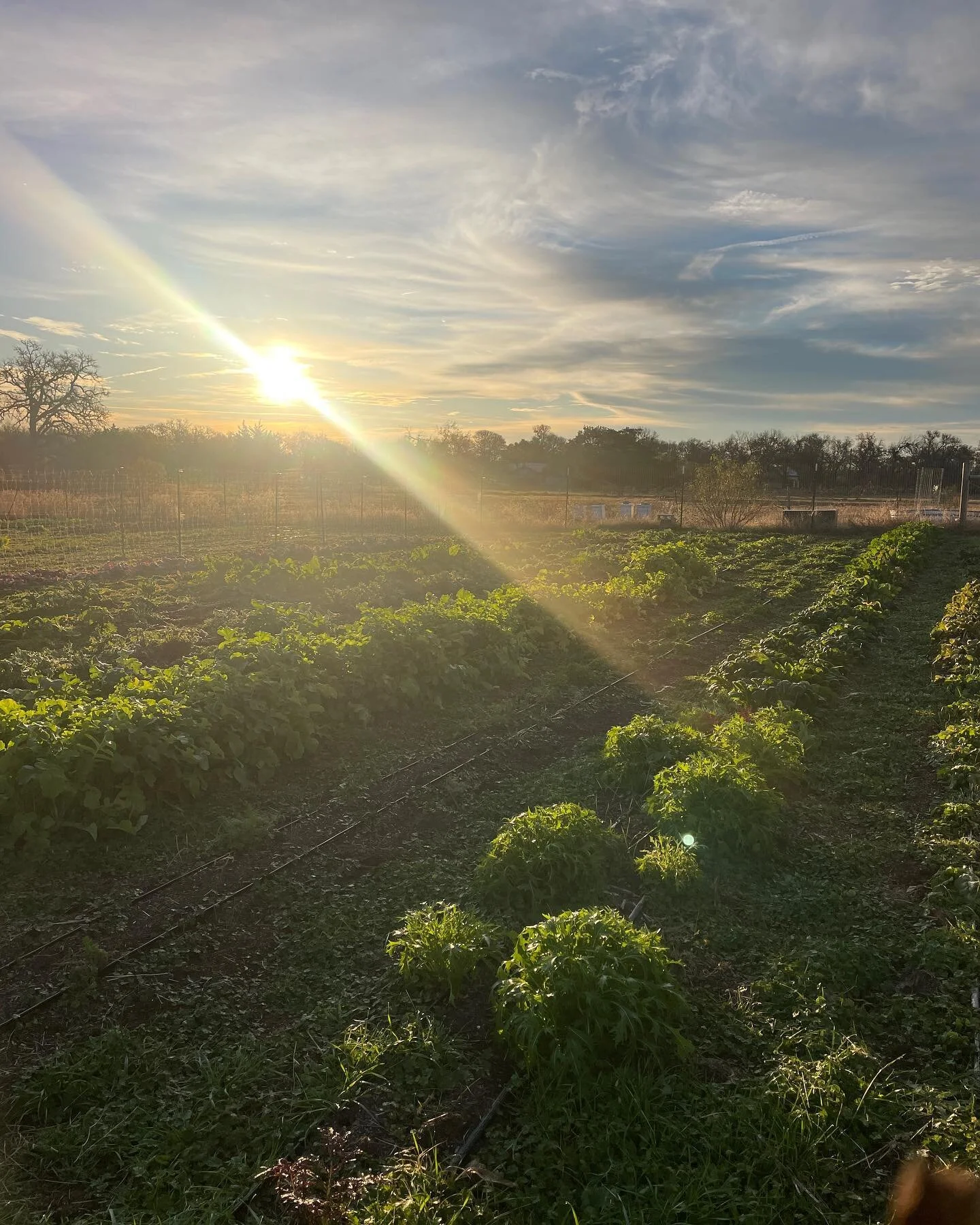 Beautiful morning on the farm.
