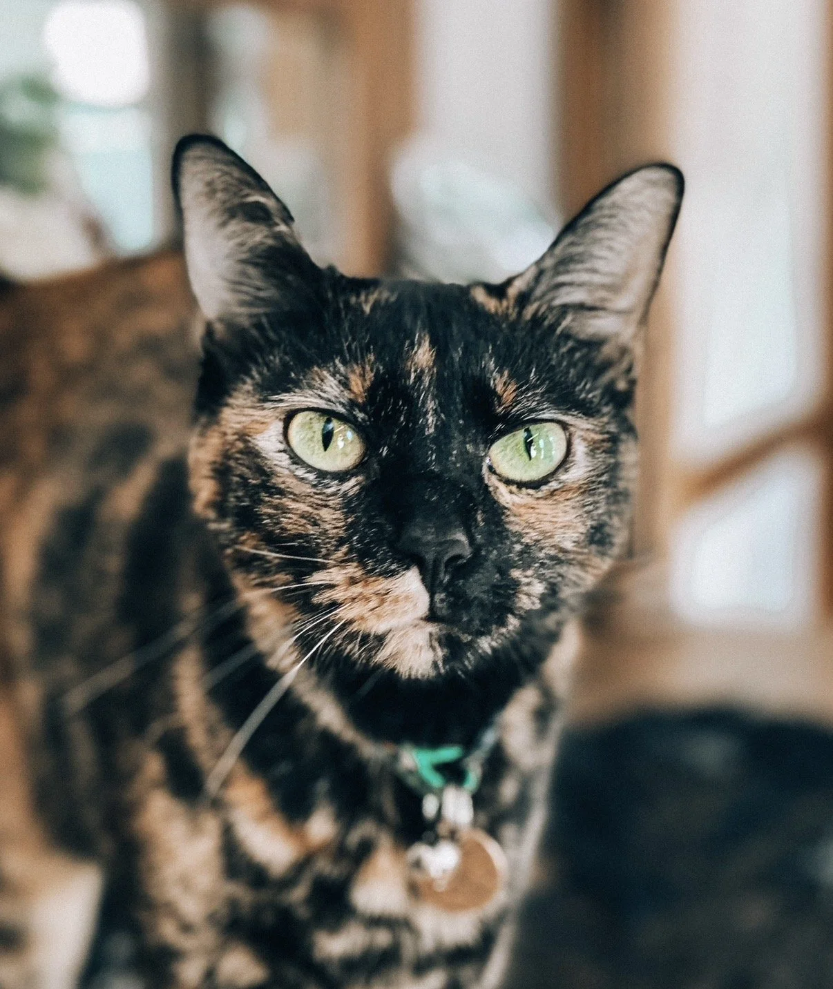 The tail of a lost cat