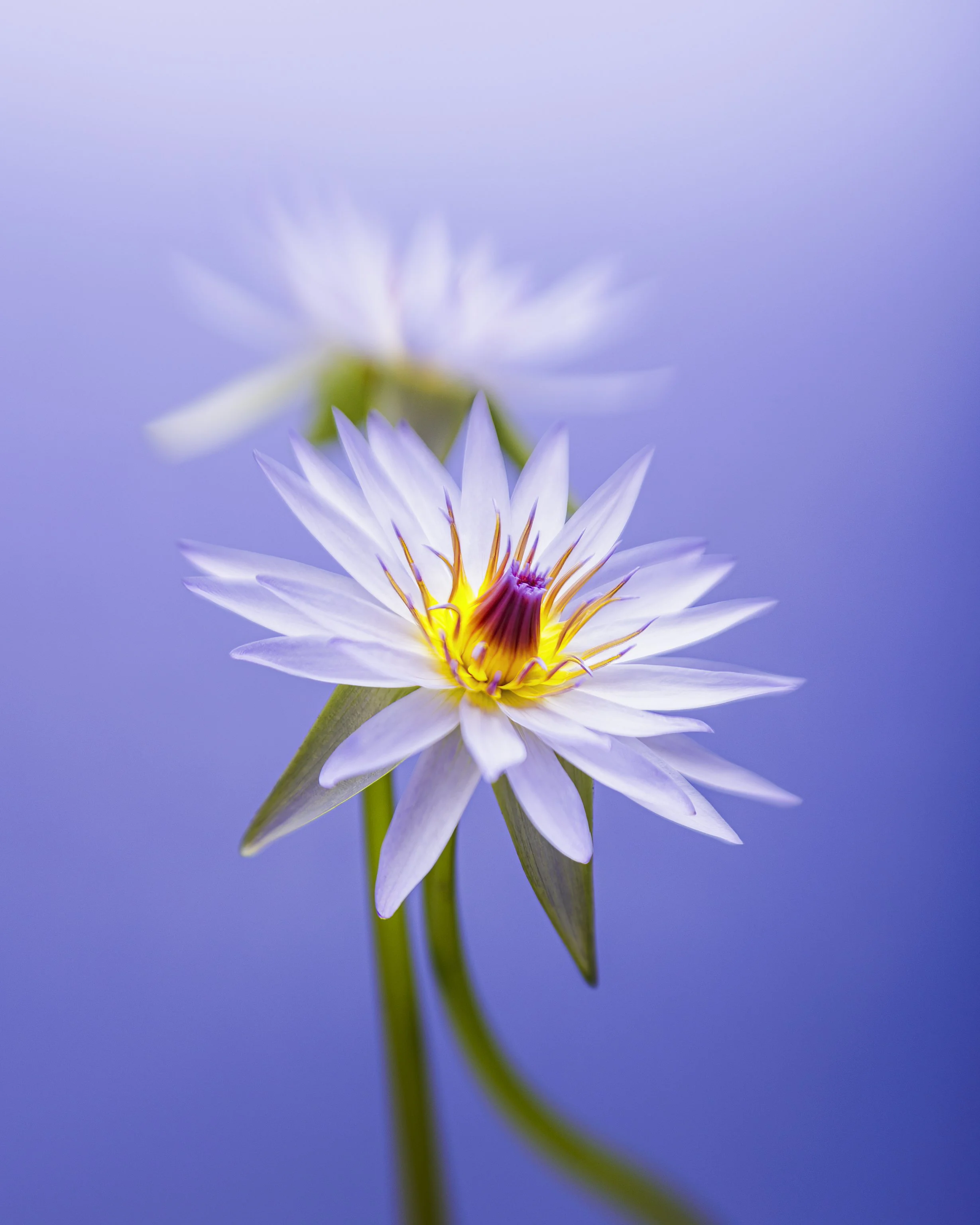 Flowers 2-2024-2.jpg