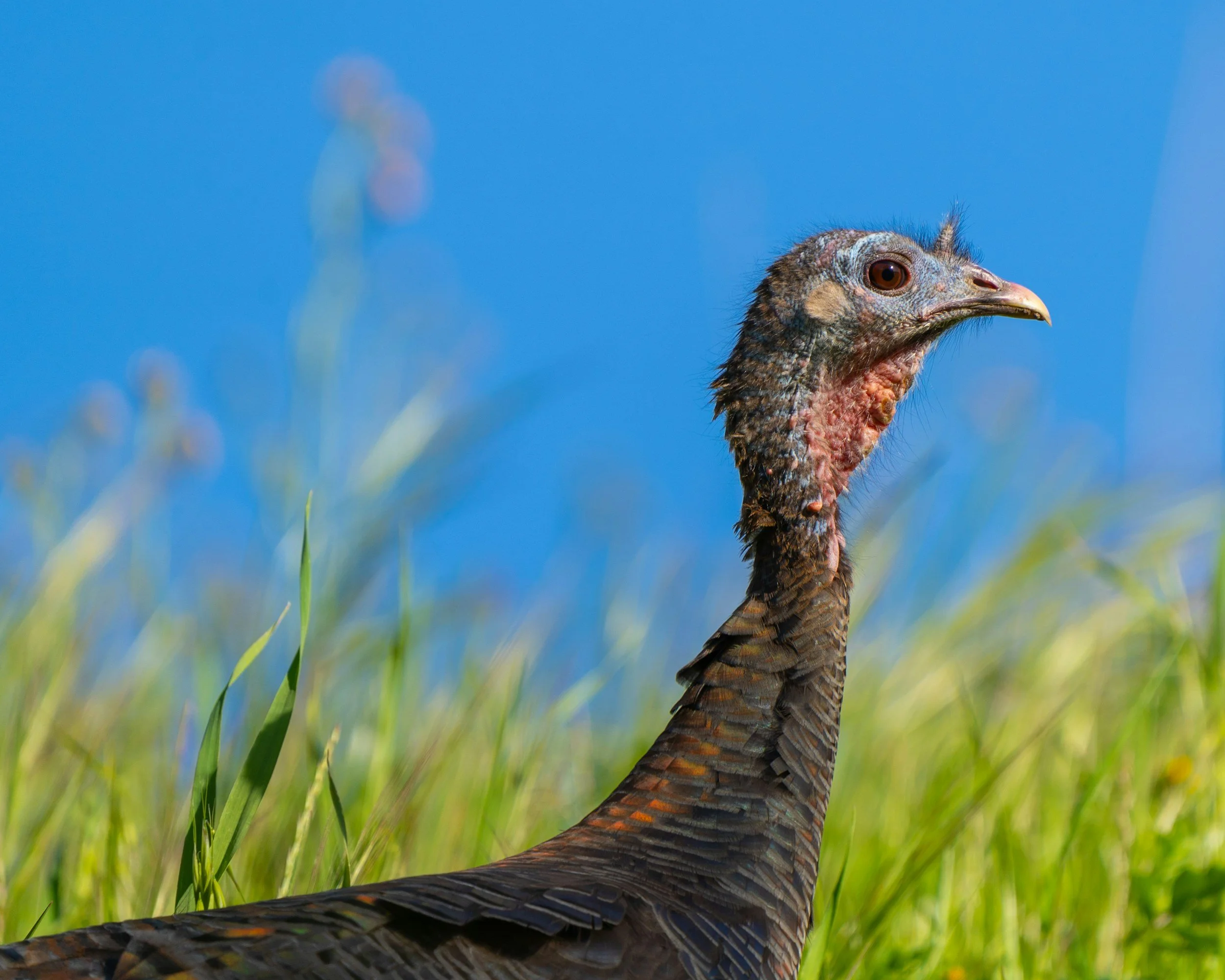 Wild turkey