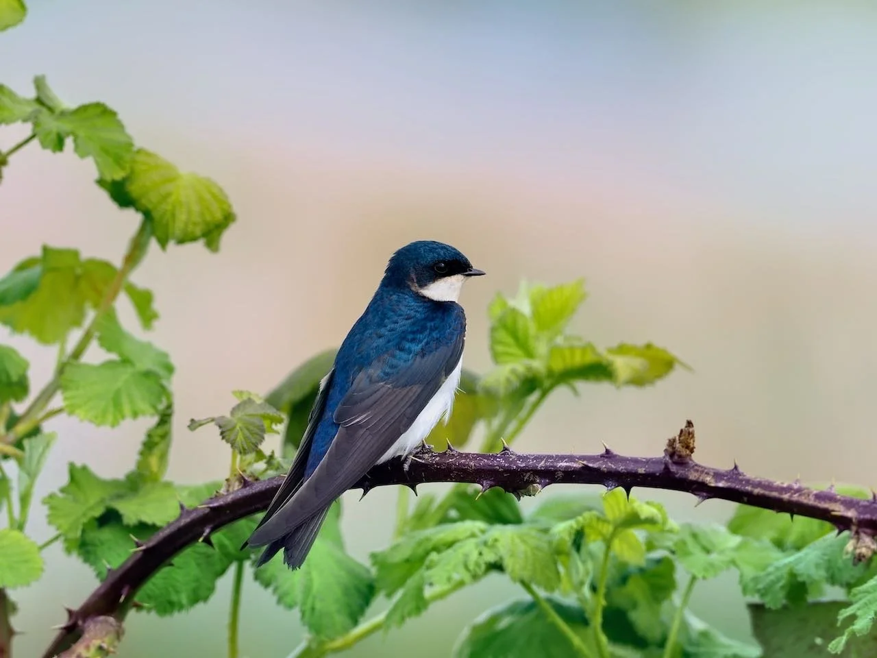 Tree swallow sitting on branch