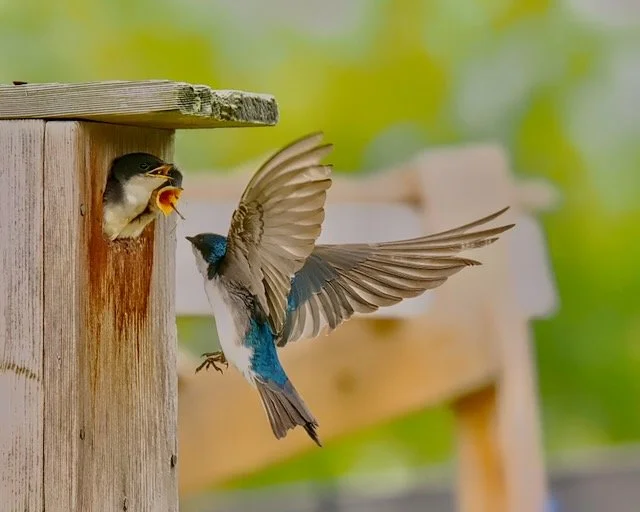 Tree swallow adult feeding nestlings at nest box