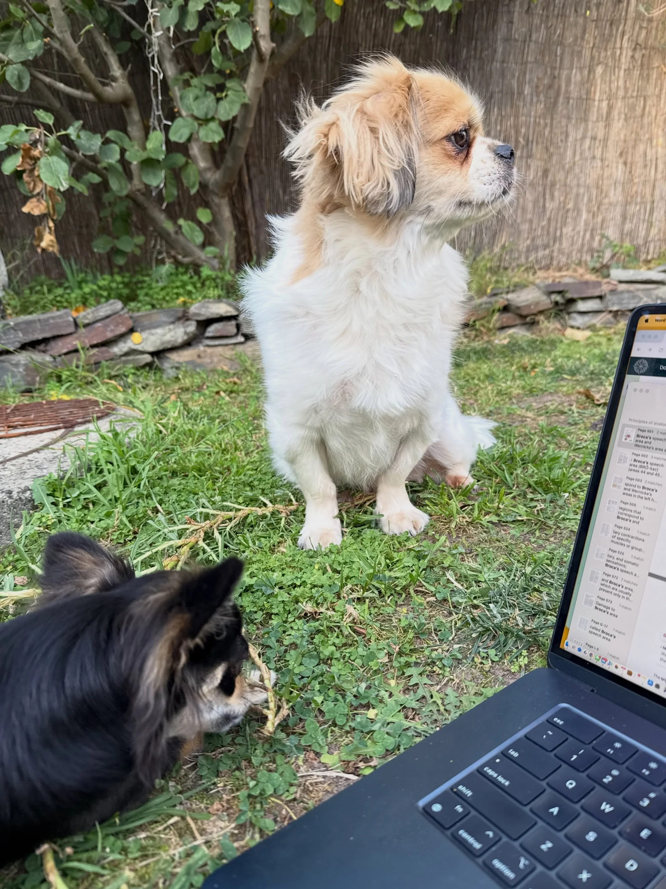 Two producers in the studio today.

Ninnies: locked in.
Nova: exploring&hellip; everything.

New music getting recorded later this month.
They&rsquo;ve both insisted on creative control.

🎸🐾

#MattRai #StudioLife #NewMusic #MelbourneMusic #ɪɴᴅɪᴇᴀʀᴛ