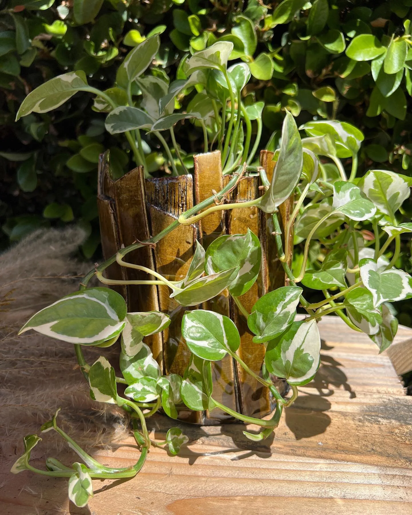 I&rsquo;m so excited to share this new ceramic planter, love how it turned out. It&rsquo;s perfect for adding some greenery and charm to your home or office. Plus, they make great gifts for your plant-loving friends and family. 🌿🌱🌵
.
.
#planters #