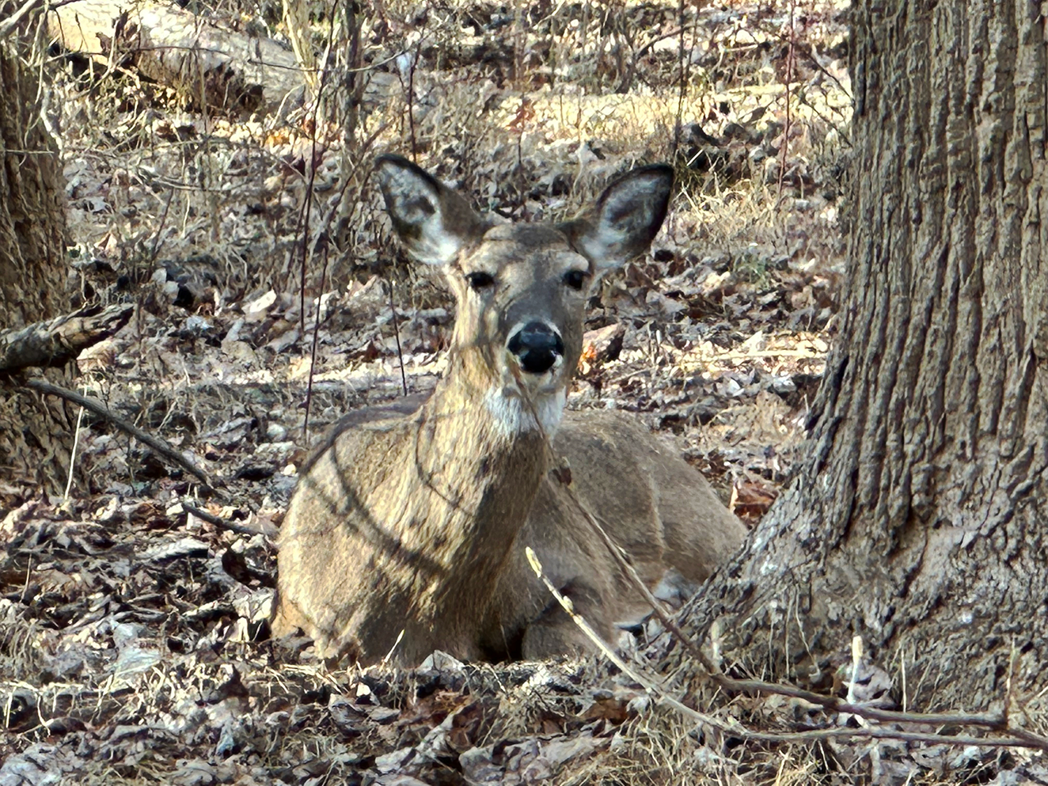 IMG_0225.png