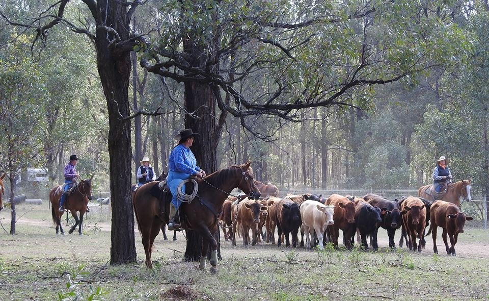 Bringing the cows up 2.jpg