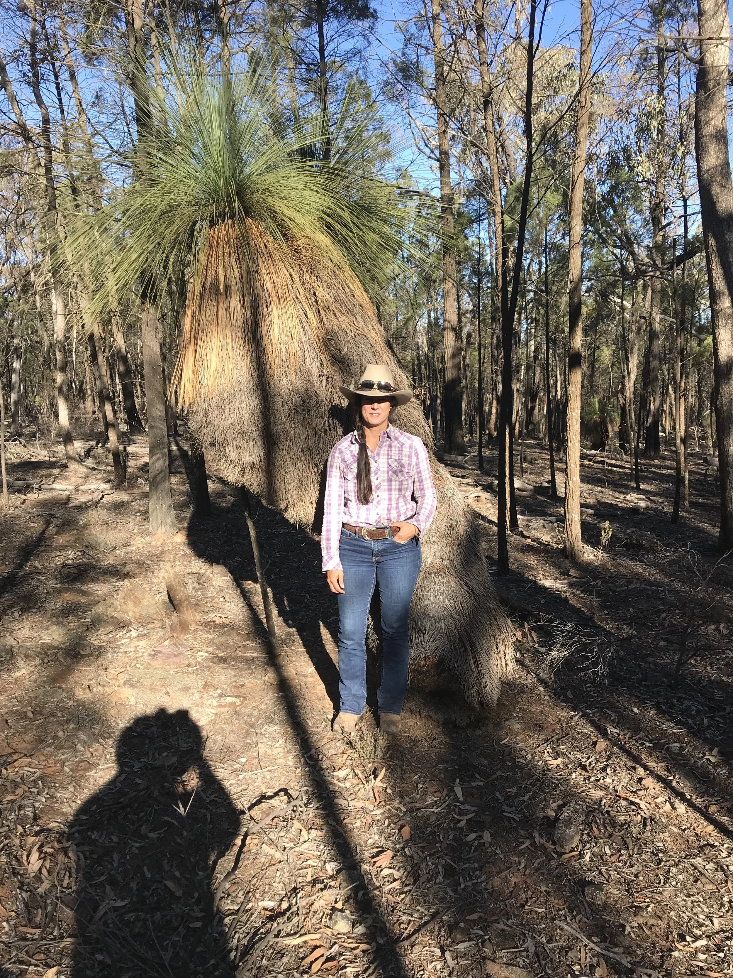 Giant Grass Tree and Cairo.jpg