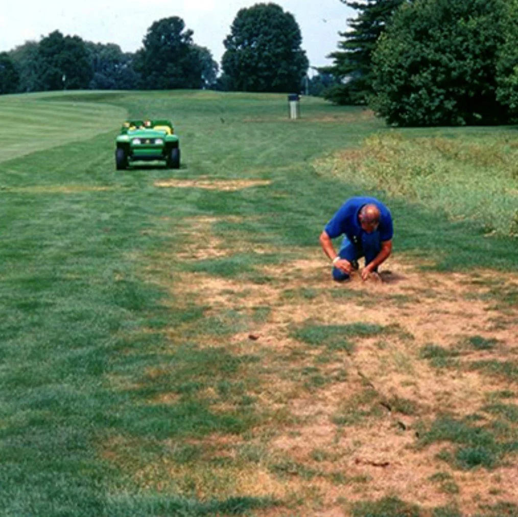 Grub and army worms — Sunshine Lawn & Pest Professionals organic Lawn Care and Pest Control