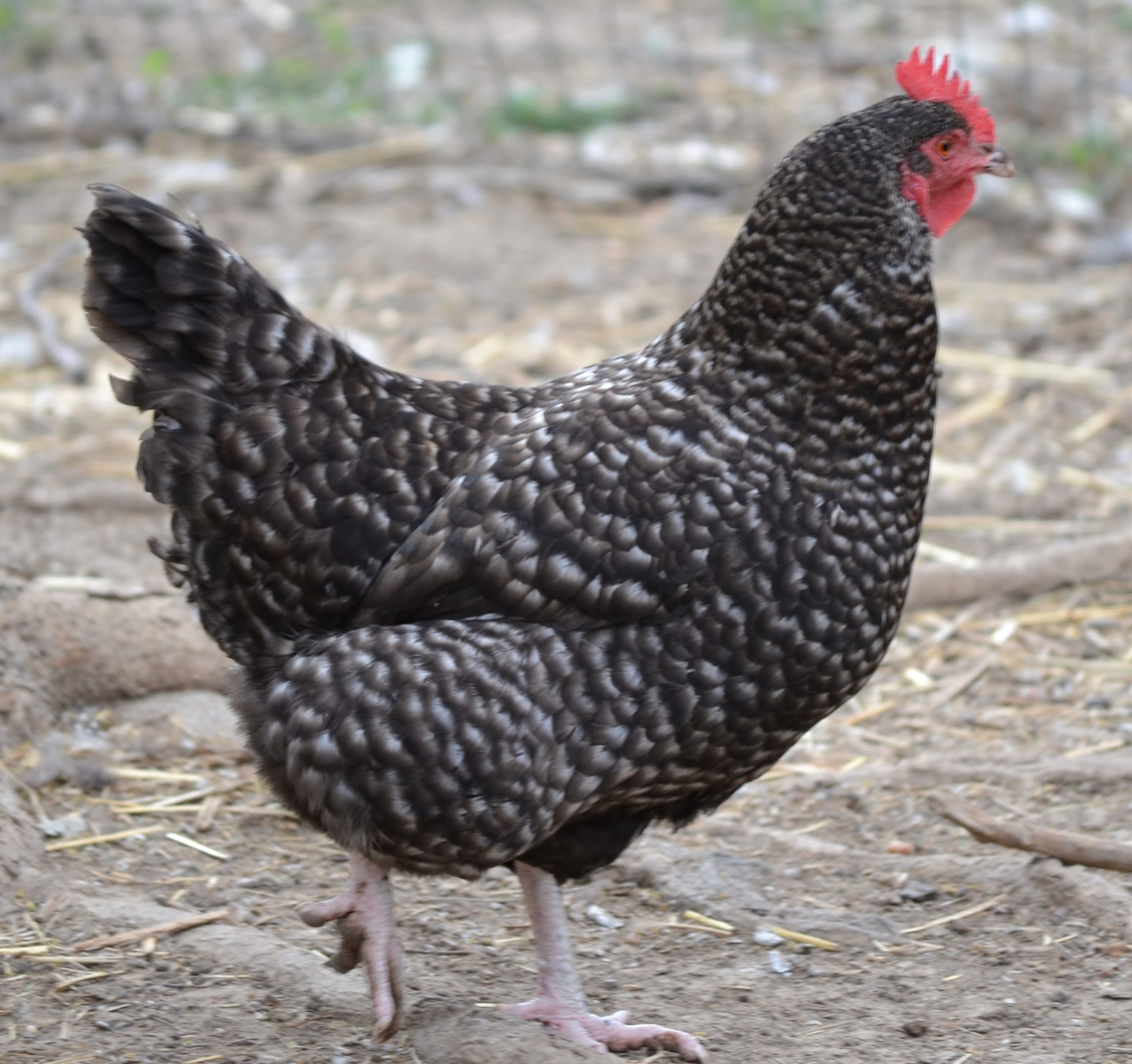 Barred Rock.jpeg