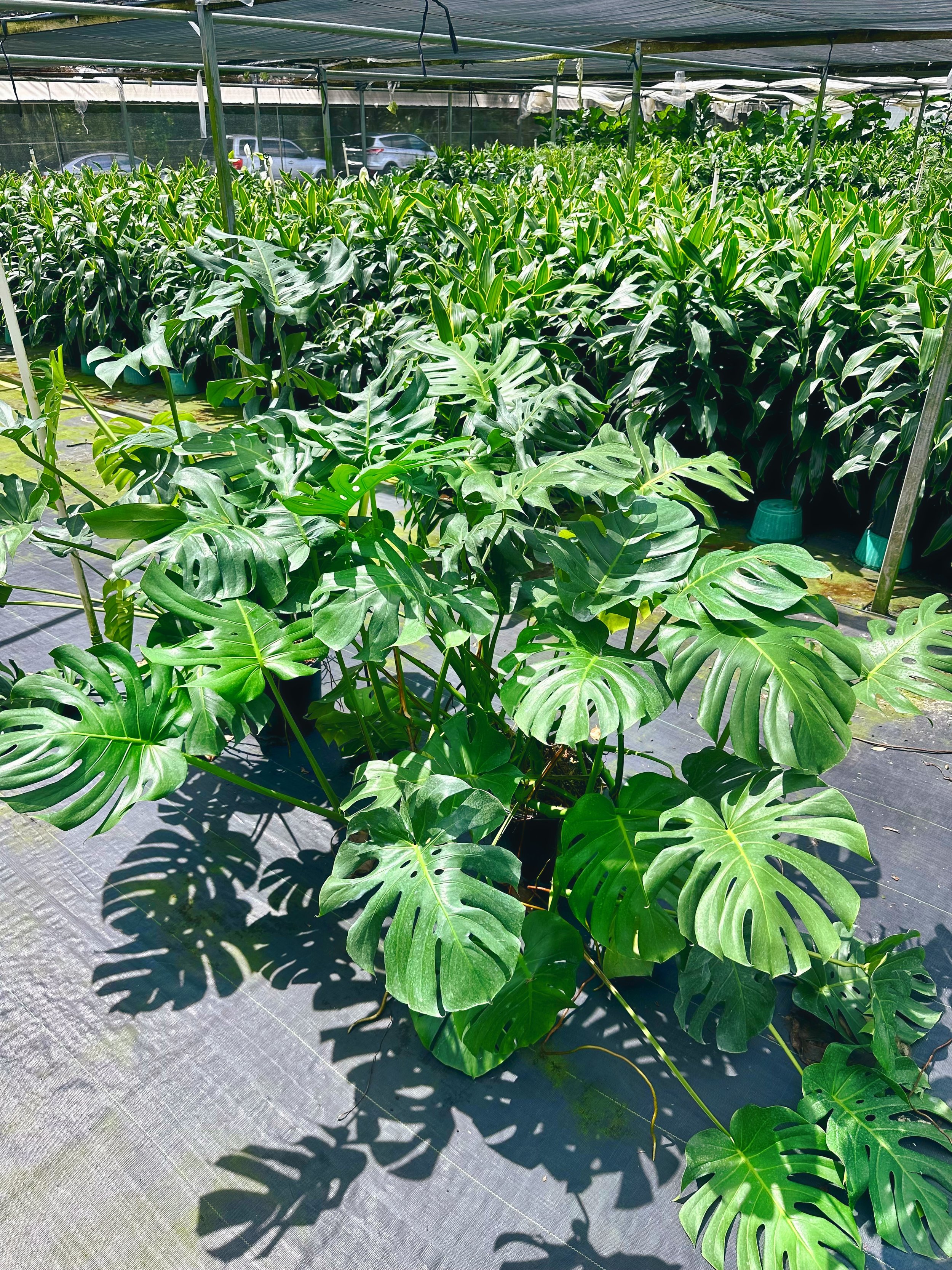 14" Monstera Deliciosa at a private greenhouse in Eustis, Florida. Nick Vicchiullo: The Plantsman Behind Interior and Exterior Landscaping in Orlando, FL.