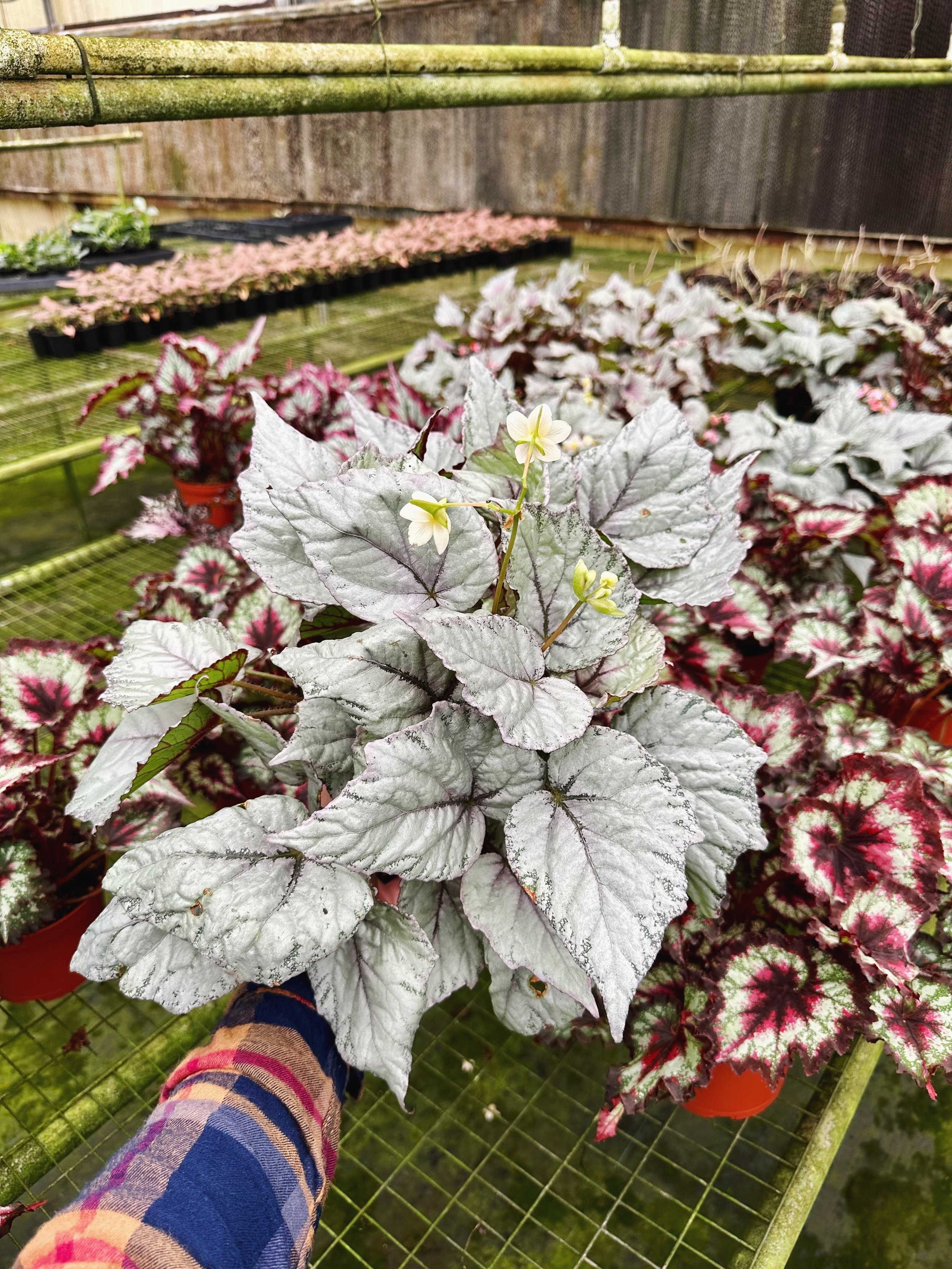 A Plantsman trip to a private greenhouse in Orlando, FL. Featuring a silver leaf Begonia. Nick Vicchiullo: The Plantsman Behind Interior and Exterior Landscaping in Orlando, FL.